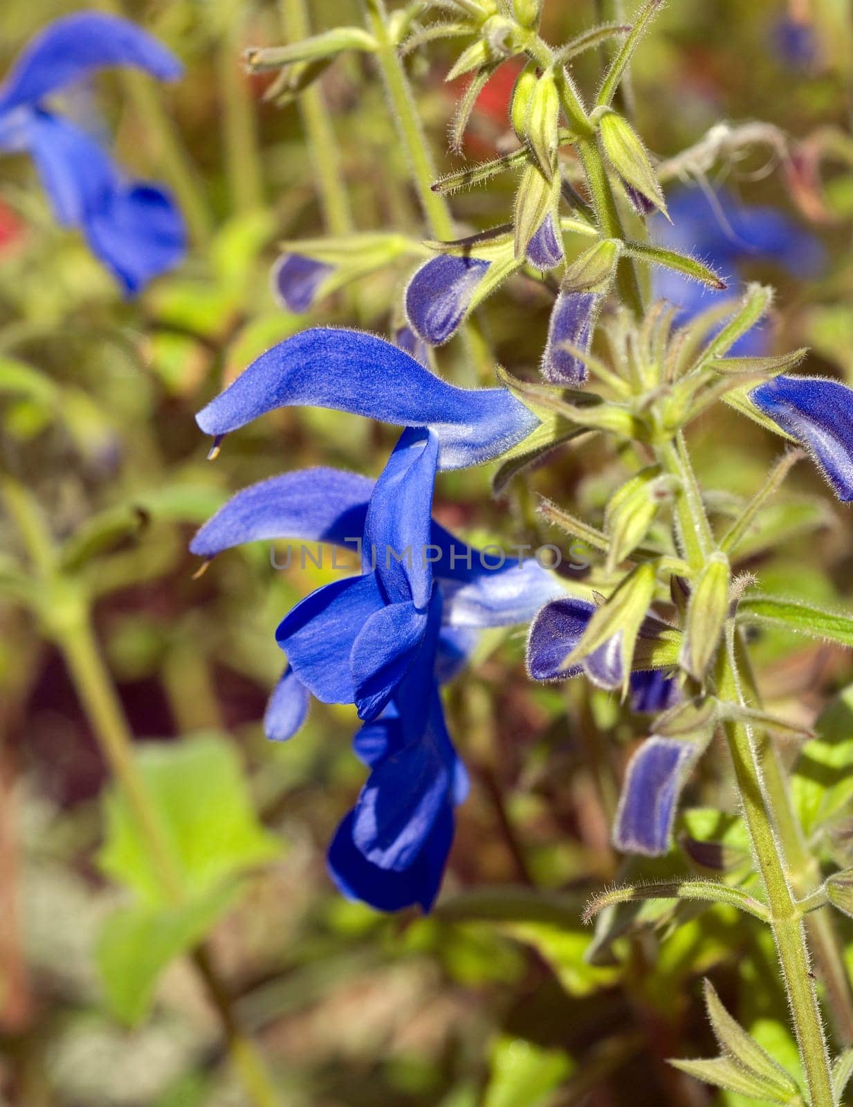 Azursalbei  Salvia patens
