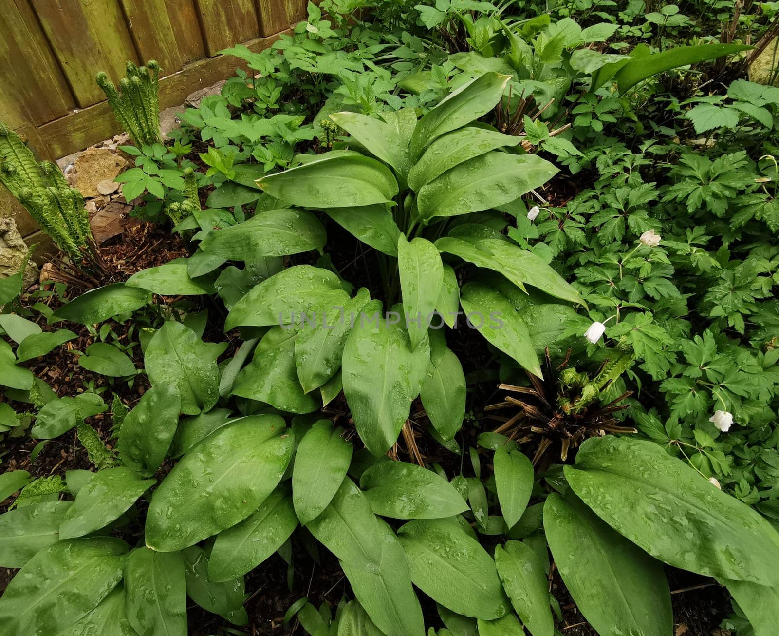 Baerlauch, Allium, ursinum