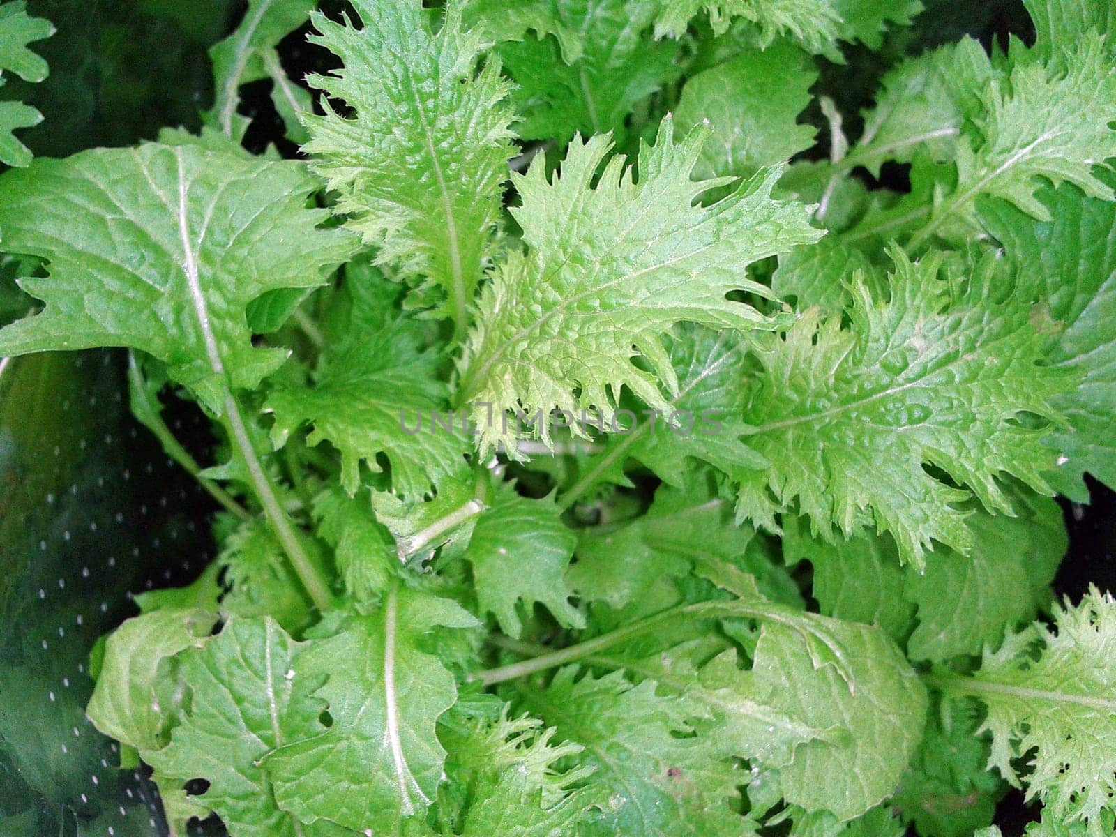 Babyleaf, Salat, Schnittsalat