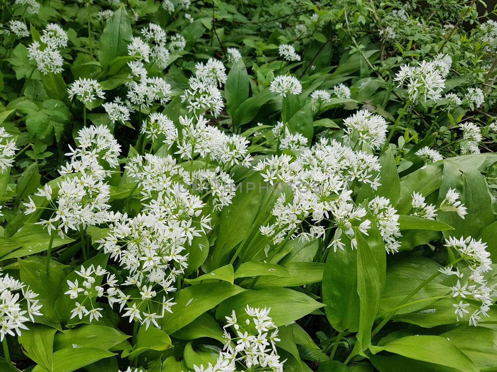 Baerlauch, Allium, ursinum
