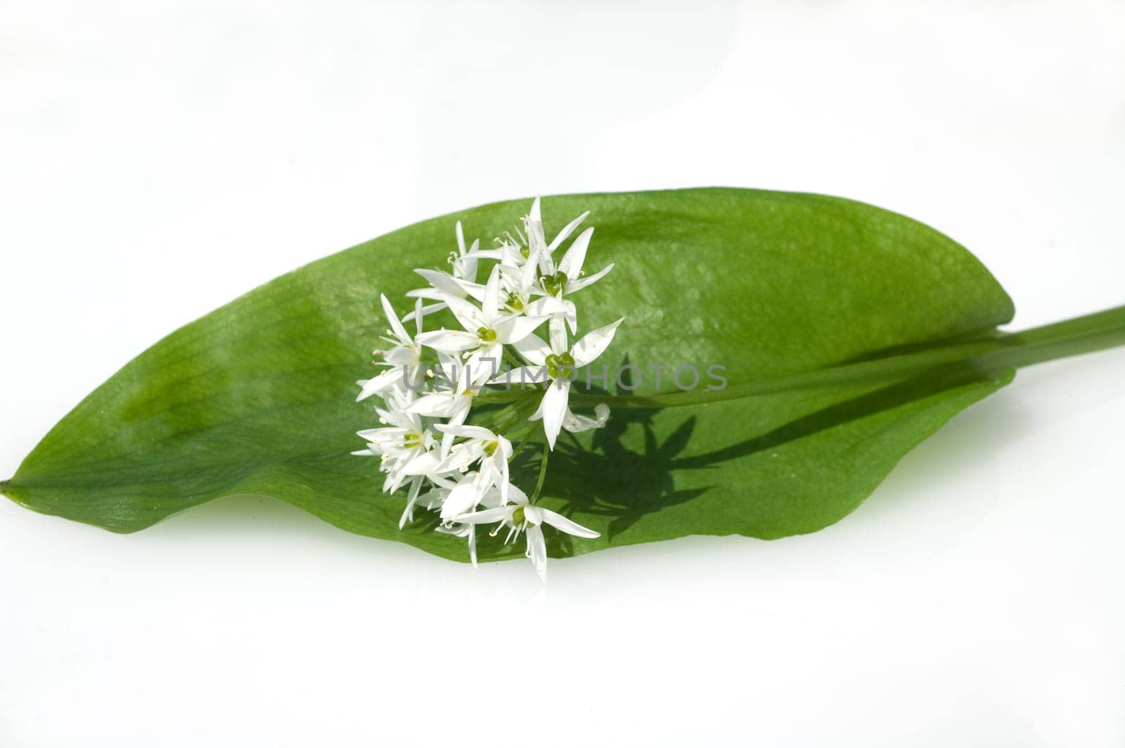 Baerlauch, Allium ursinum