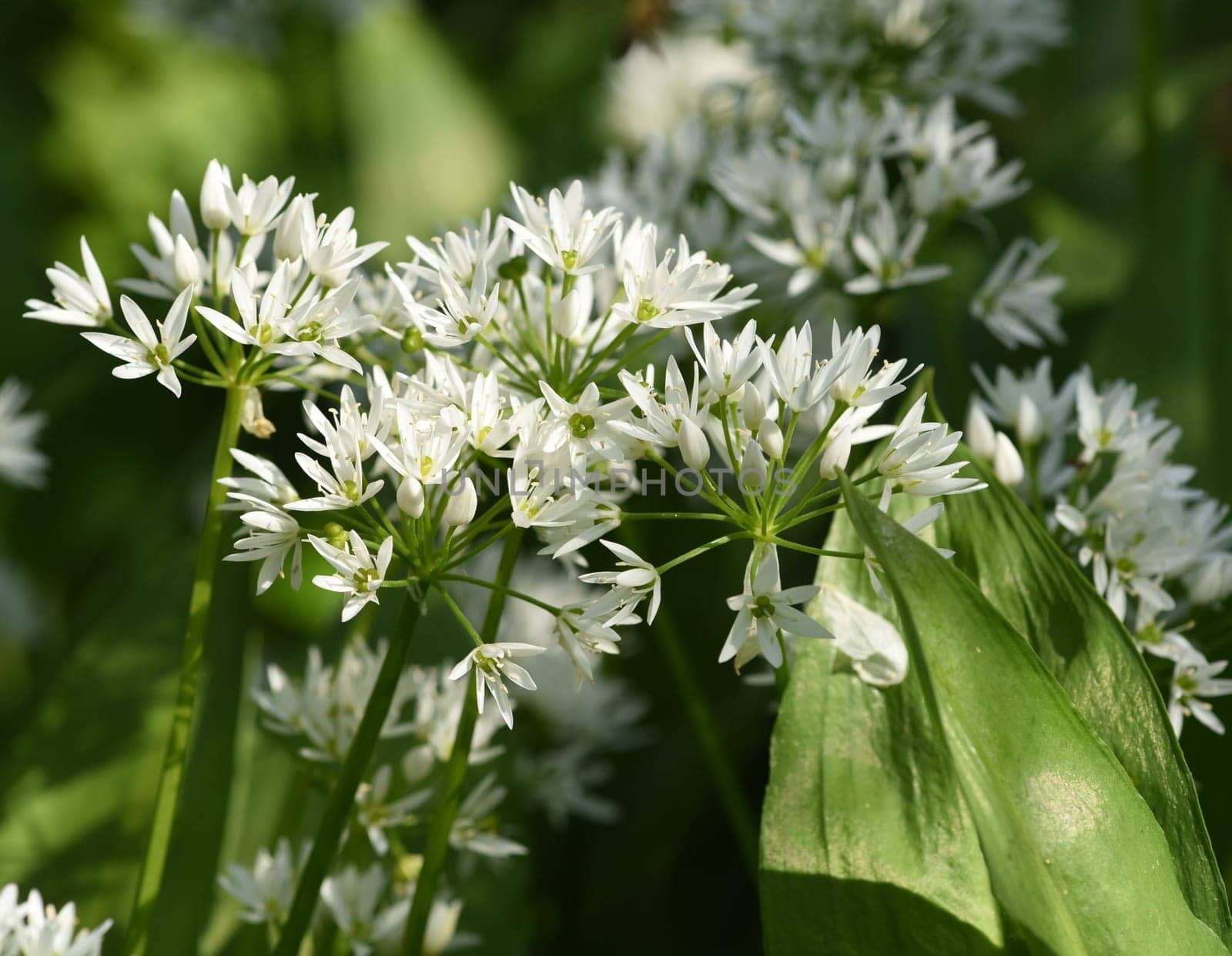 Baerlauch, Allium, ursinum