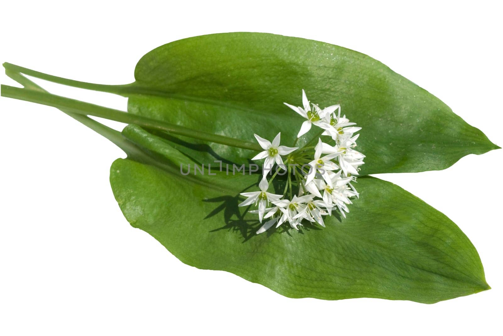 Baerlauch  Allium  ursinum  Zwiebelpflanze