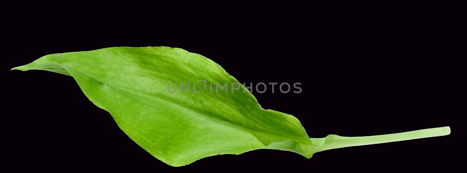 Baerlauch, Allium ursinum, Blatt