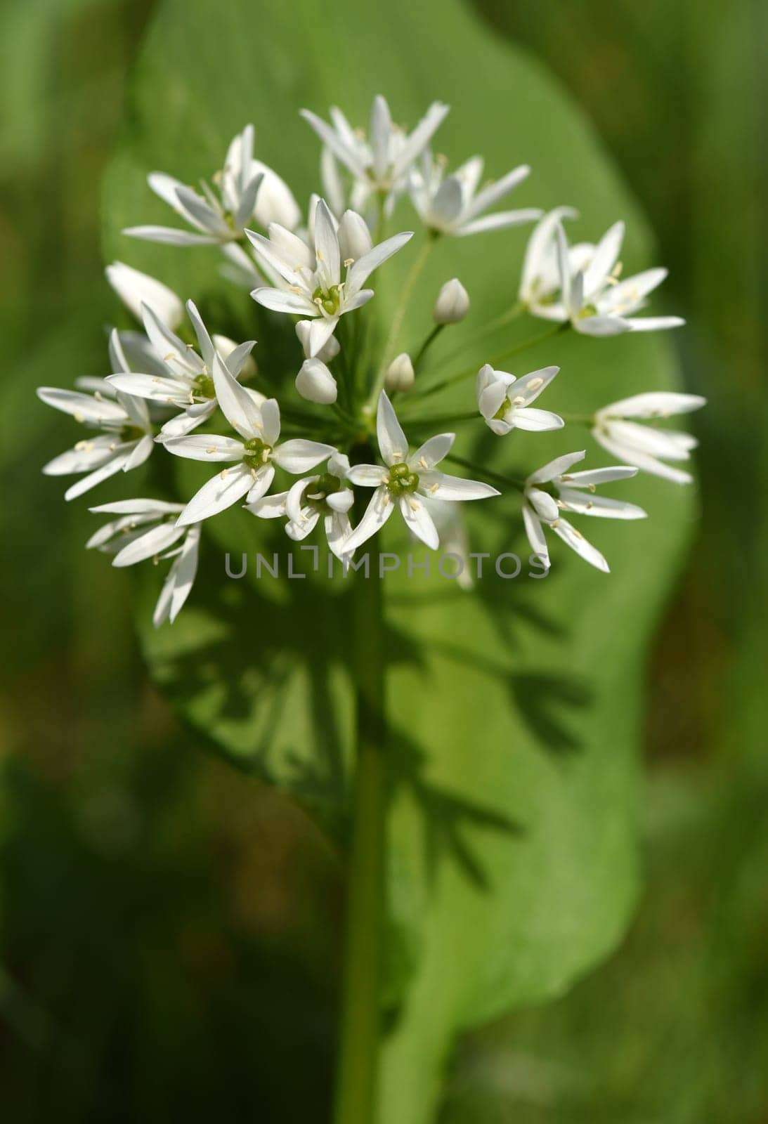 Baerlauch, Allium, ursinum