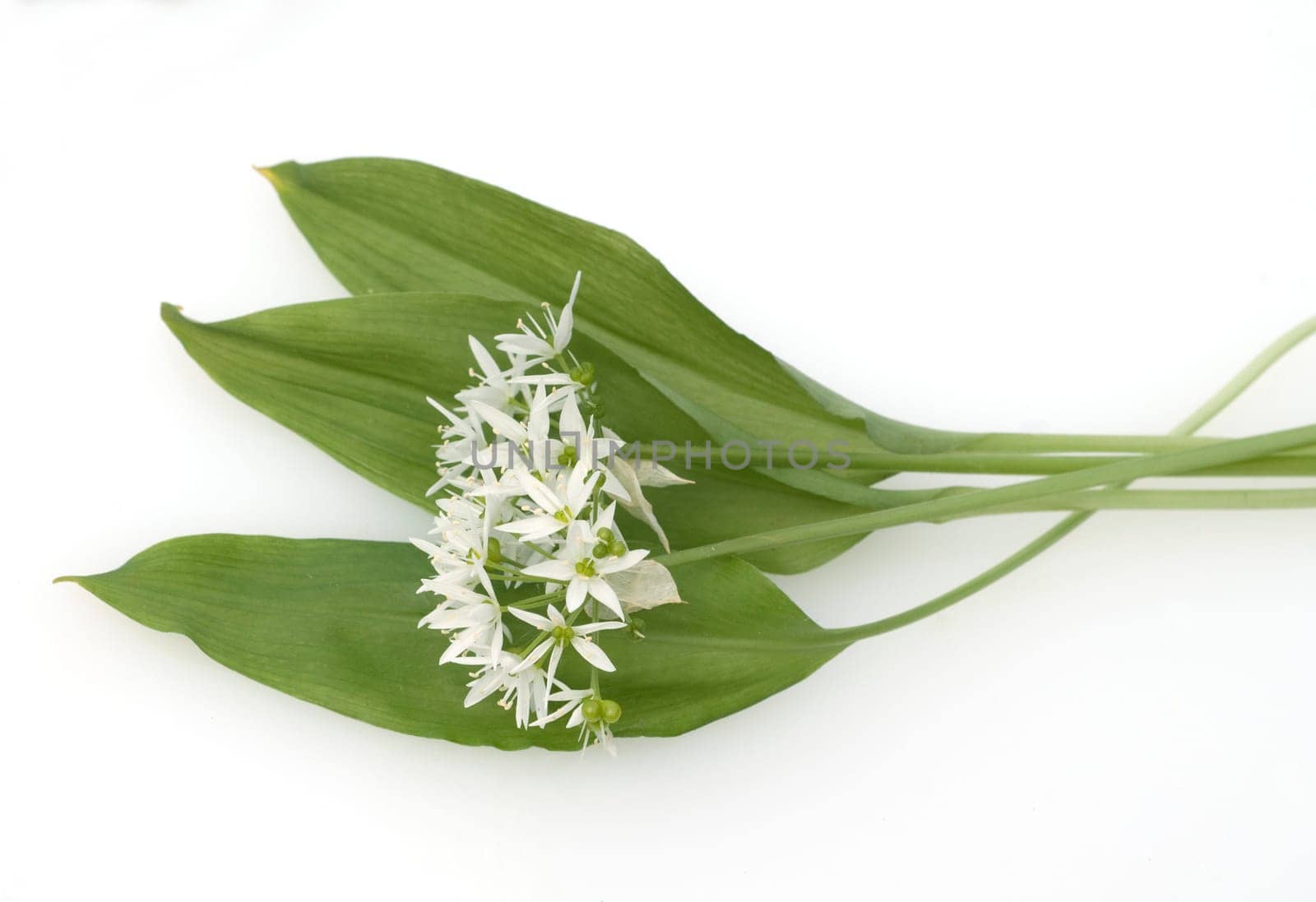 Baerlauch, Allium ursinum