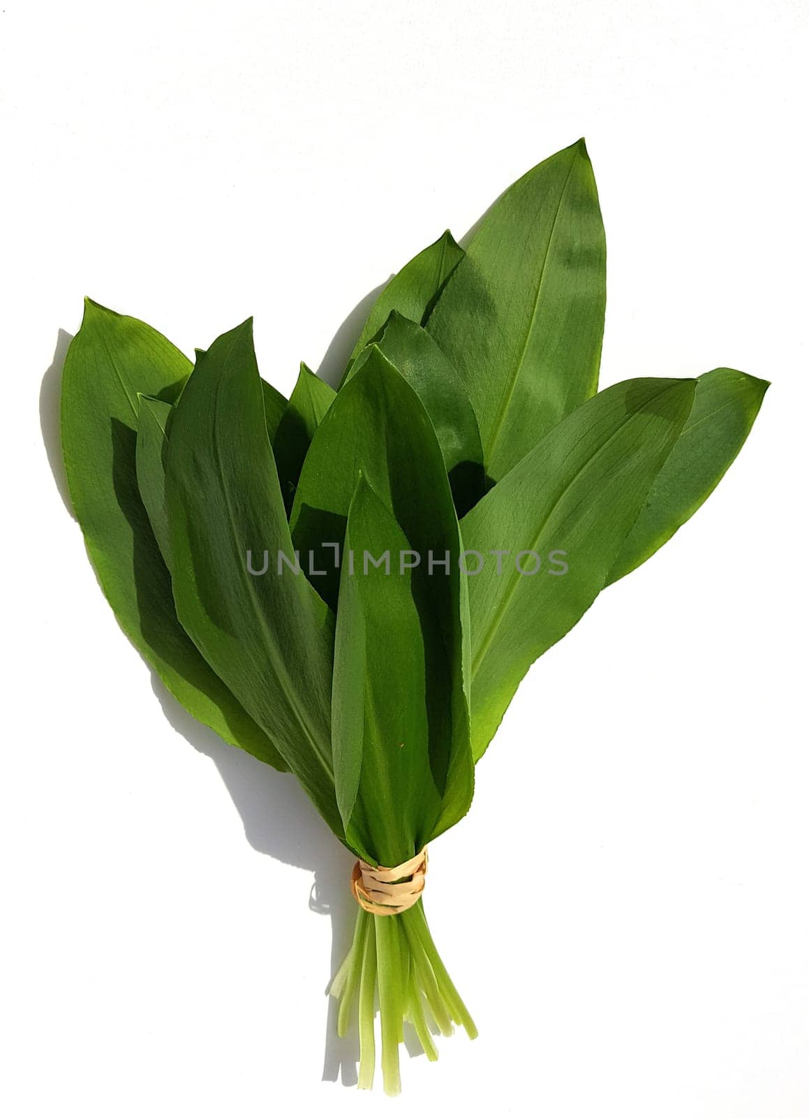 Baerlauch  Allium  ursinum