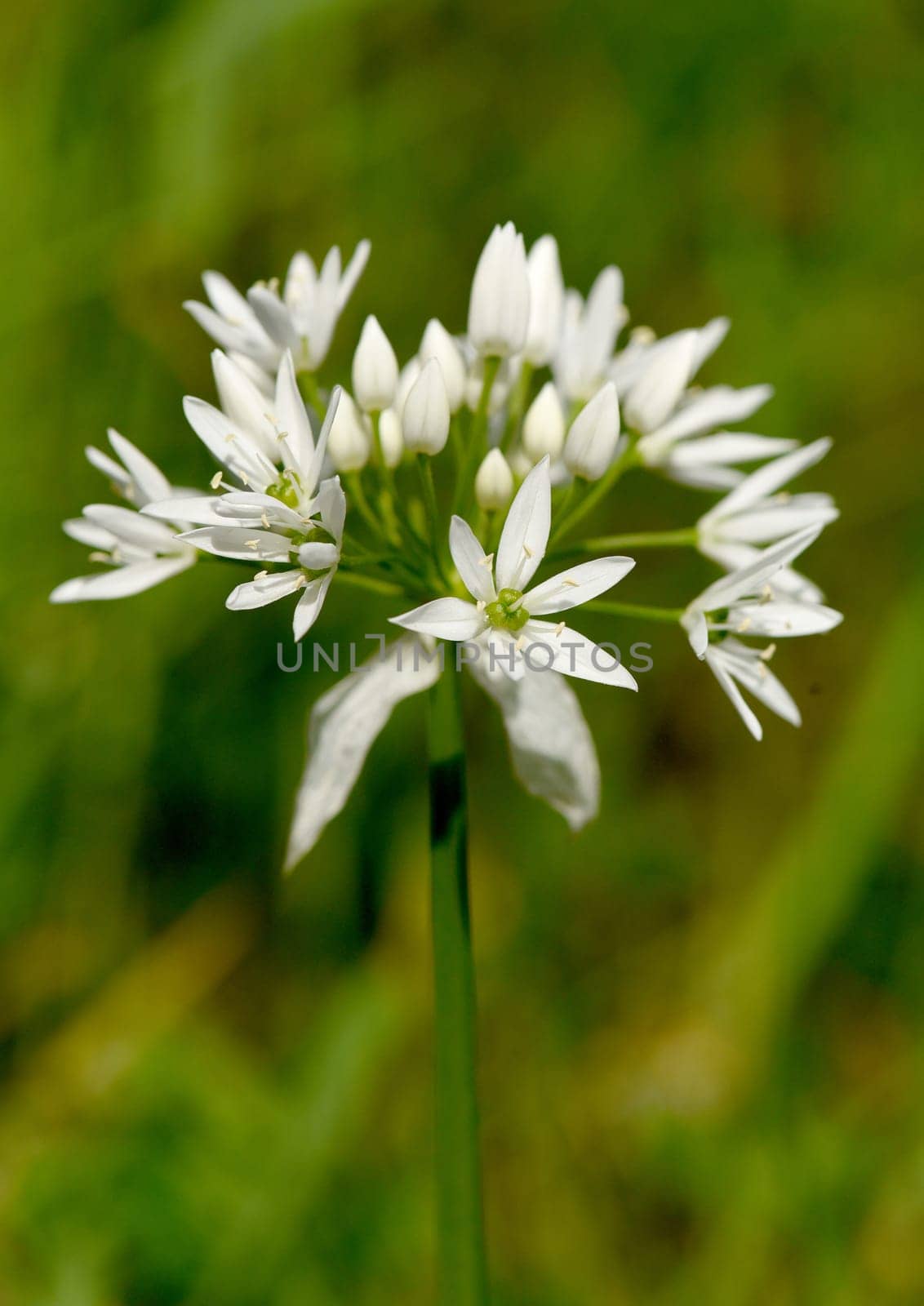 Baerlauch, Allium, ursinum