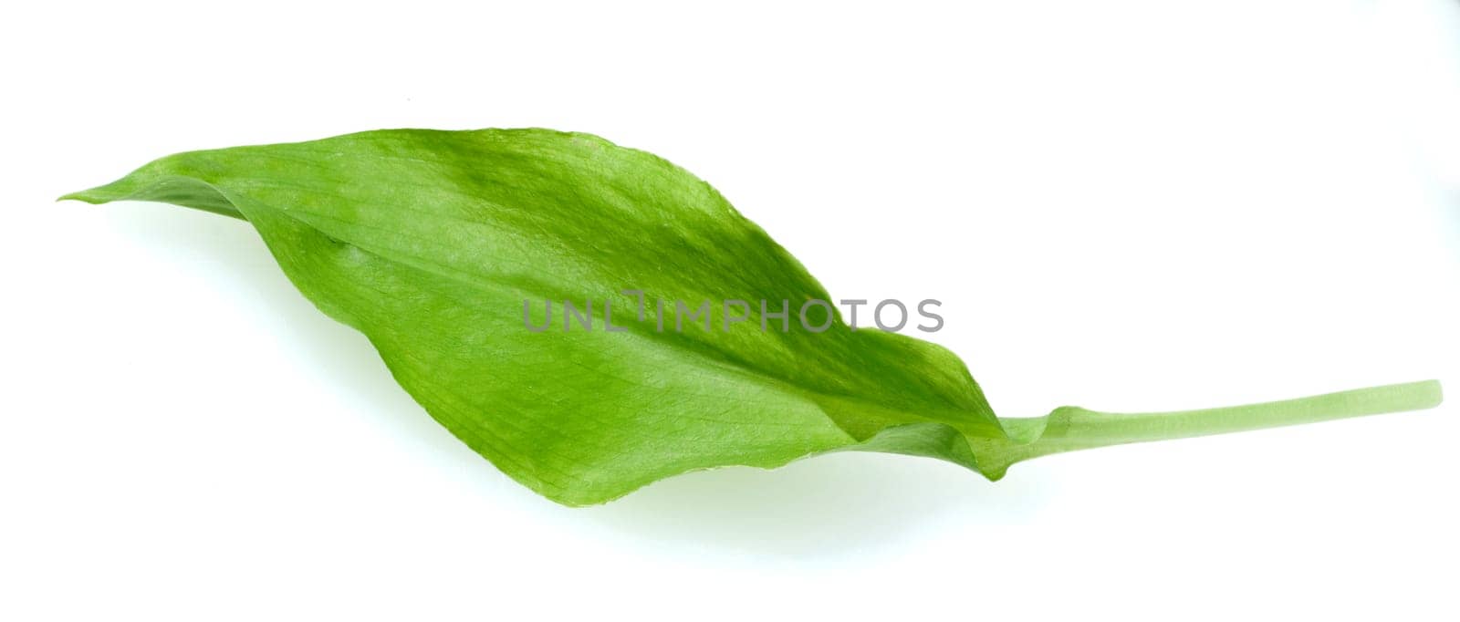 Baerlauch, Allium ursinum, Blatt