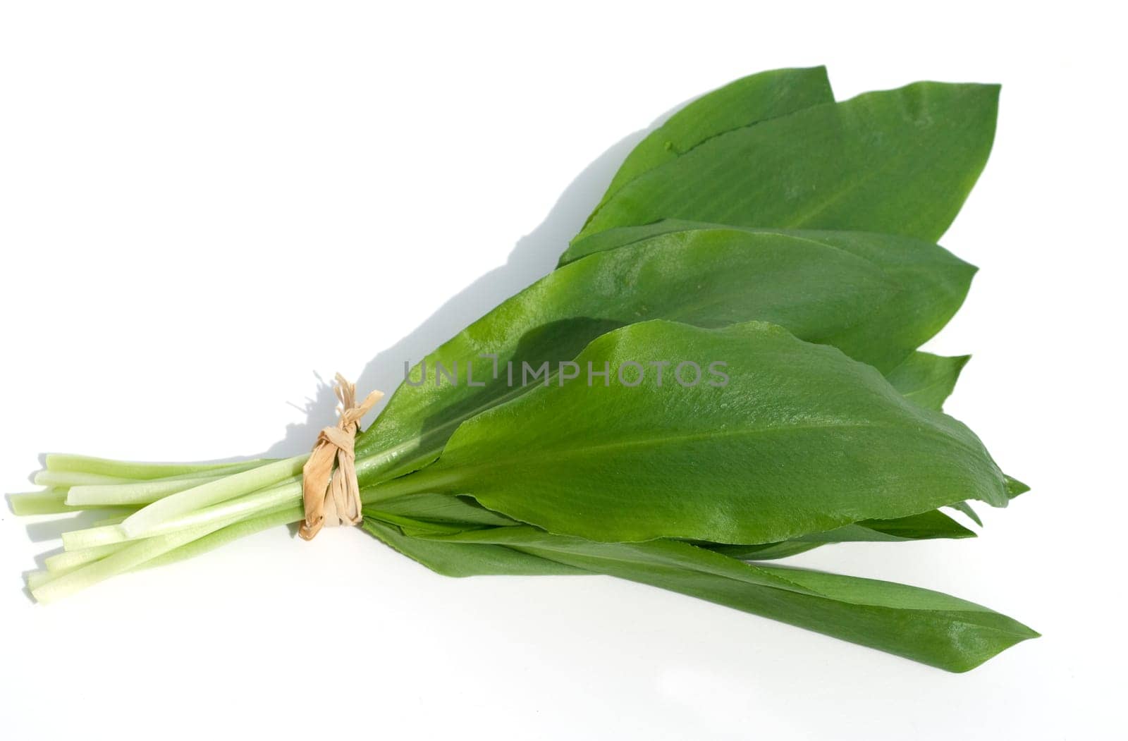 Baerlauch  Allium  ursinum
