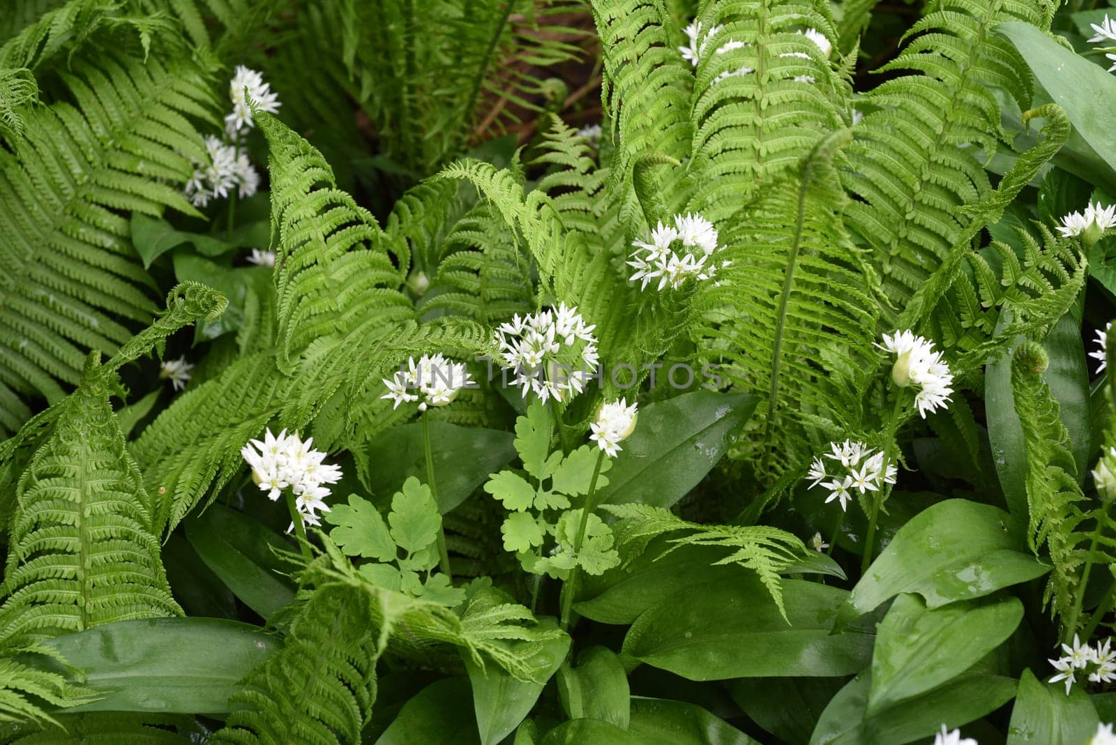 Baerlauch  ist eine wichtige Heilpflanze und eine Duftpflanze nach Knoblauch mit weissen Blueten. Baerlauch is an important medicinal plant and a fragrant plant like garlic with white flowers.