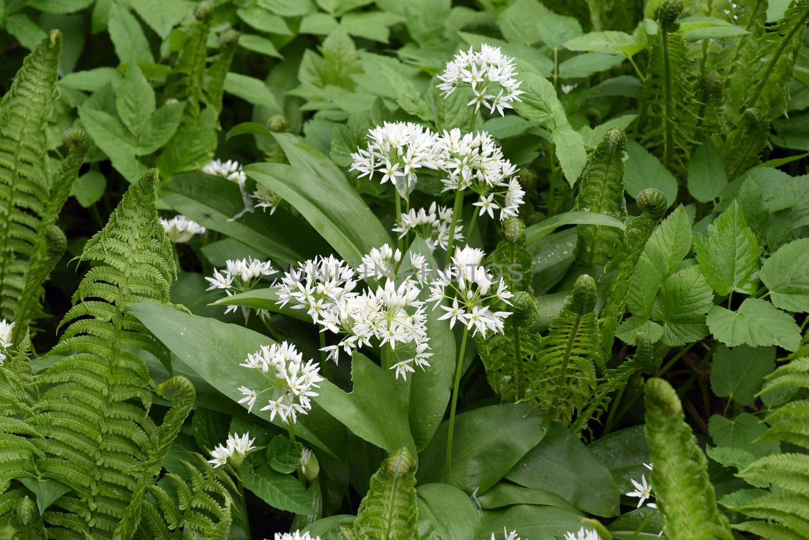 Baerlauch  ist eine wichtige Heilpflanze und eine Duftpflanze nach Knoblauch mit weissen Blueten. Baerlauch is an important medicinal plant and a fragrant plant like garlic with white flowers.