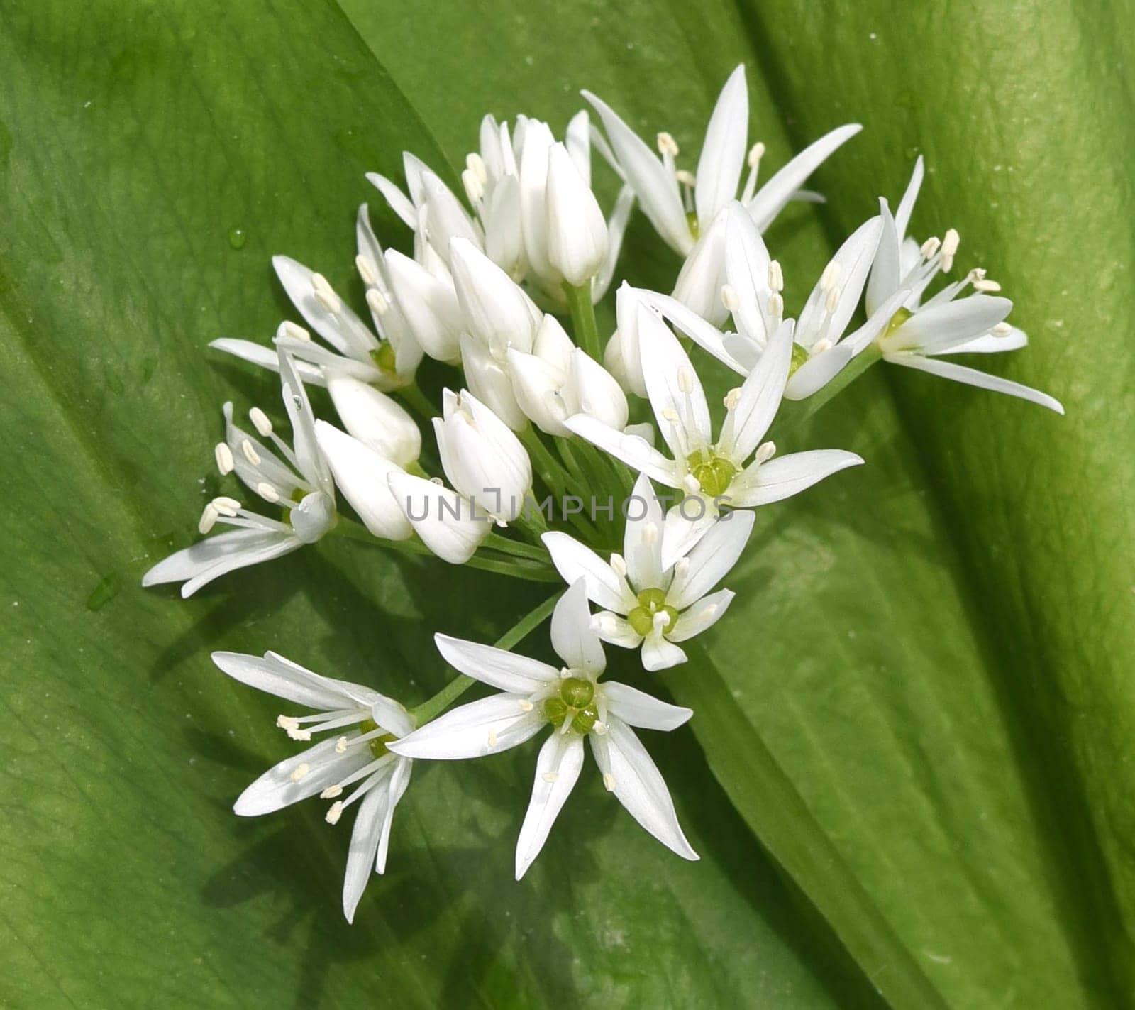 Baerlauch  ist eine wichtige Heilpflanze und eine Duftpflanze nach Knoblauch mit weissen Blueten. Baerlauch is an important medicinal plant and a fragrant plant like garlic with white flowers.