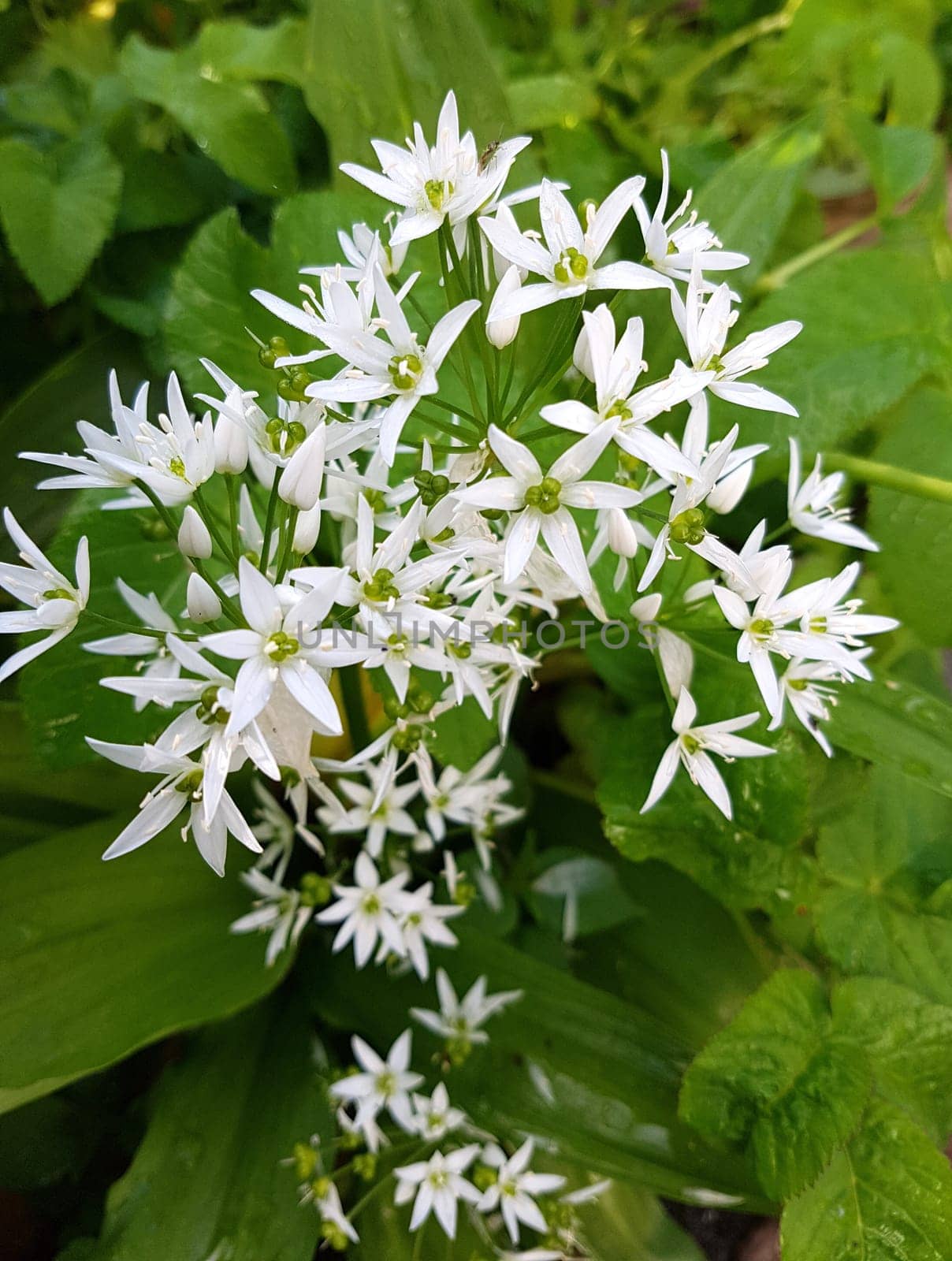 Baerlauch  ist eine wichtige Heilpflanze und eine Duftpflanze nach Knoblauch mit weissen Blueten. Baerlauch is an important medicinal plant and a fragrant plant like garlic with white flowers.