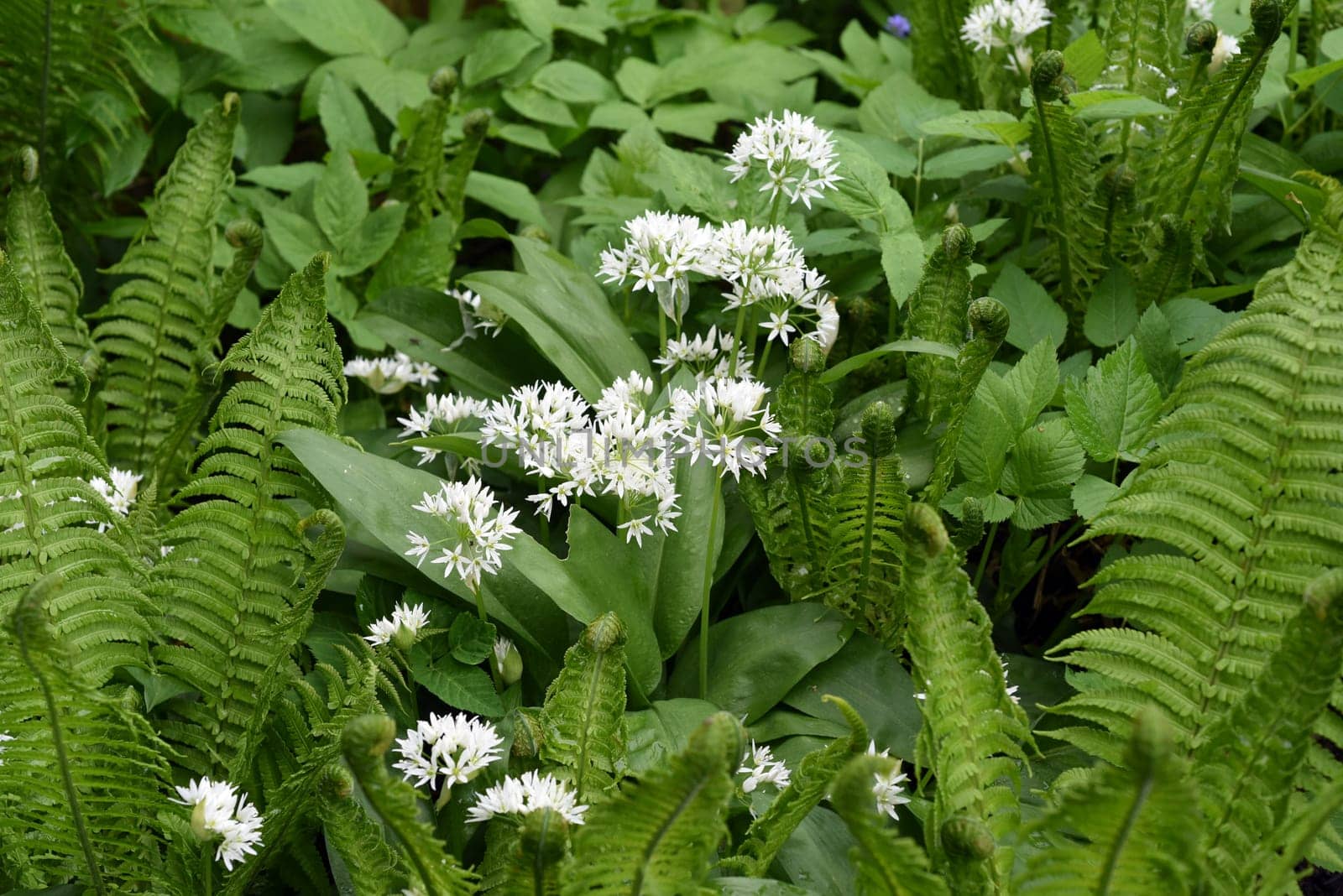 Baerlauch  ist eine wichtige Heilpflanze und eine Duftpflanze nach Knoblauch mit weissen Blueten. Baerlauch is an important medicinal plant and a fragrant plant like garlic with white flowers.