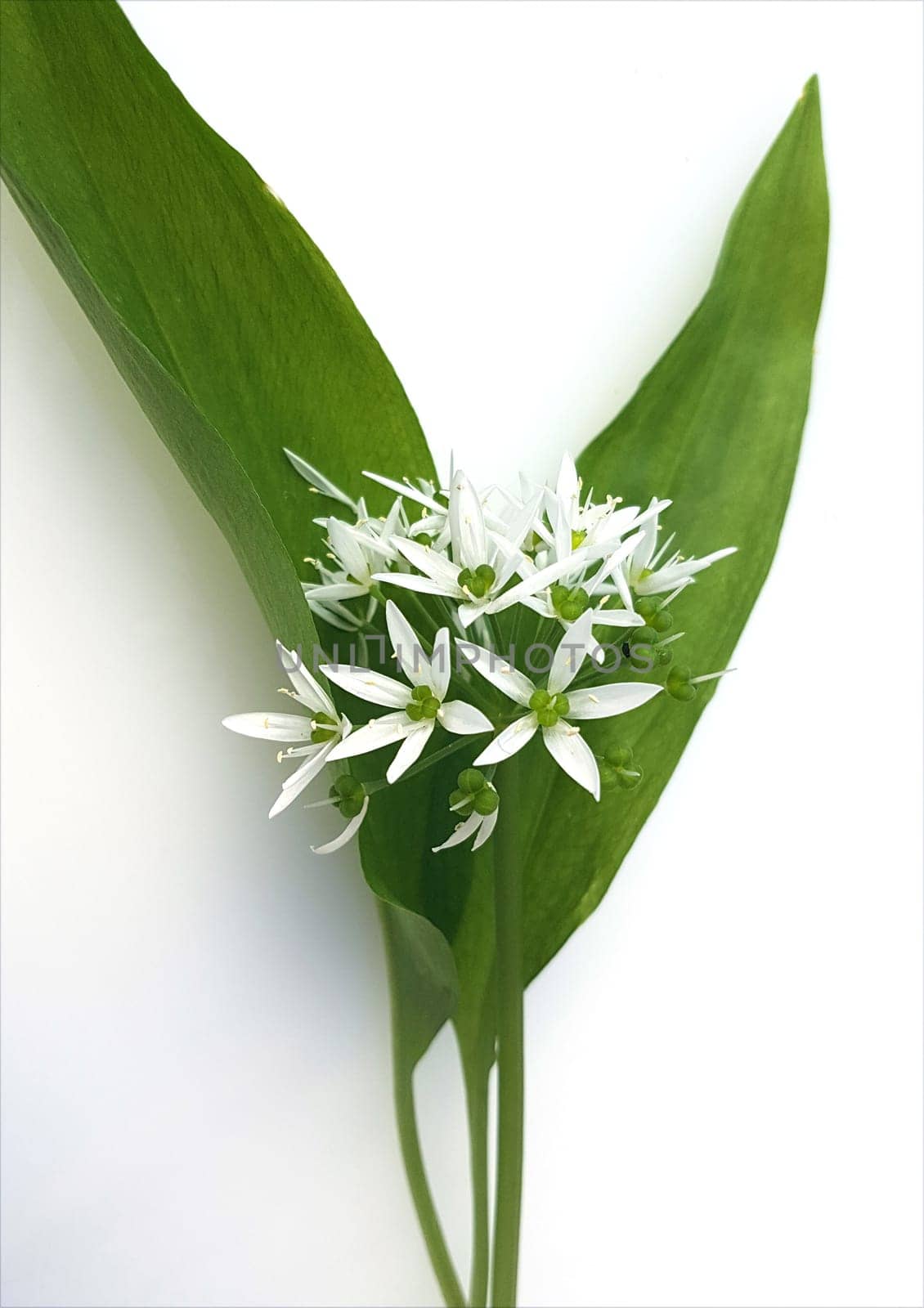 Baerlauch  Allium  ursinum, heilpflanze