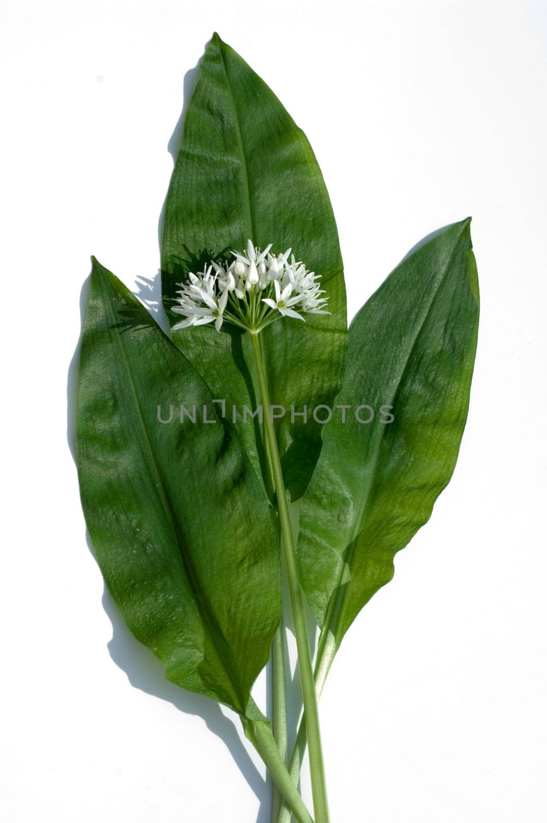 Baerlauch  Allium ursinum