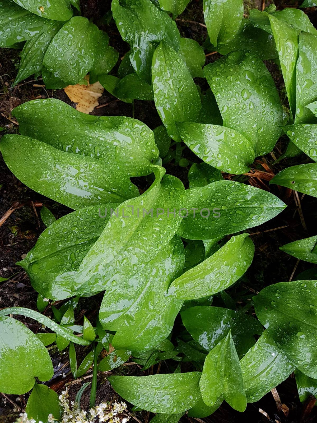 Baerlauch  Allium  ursinum