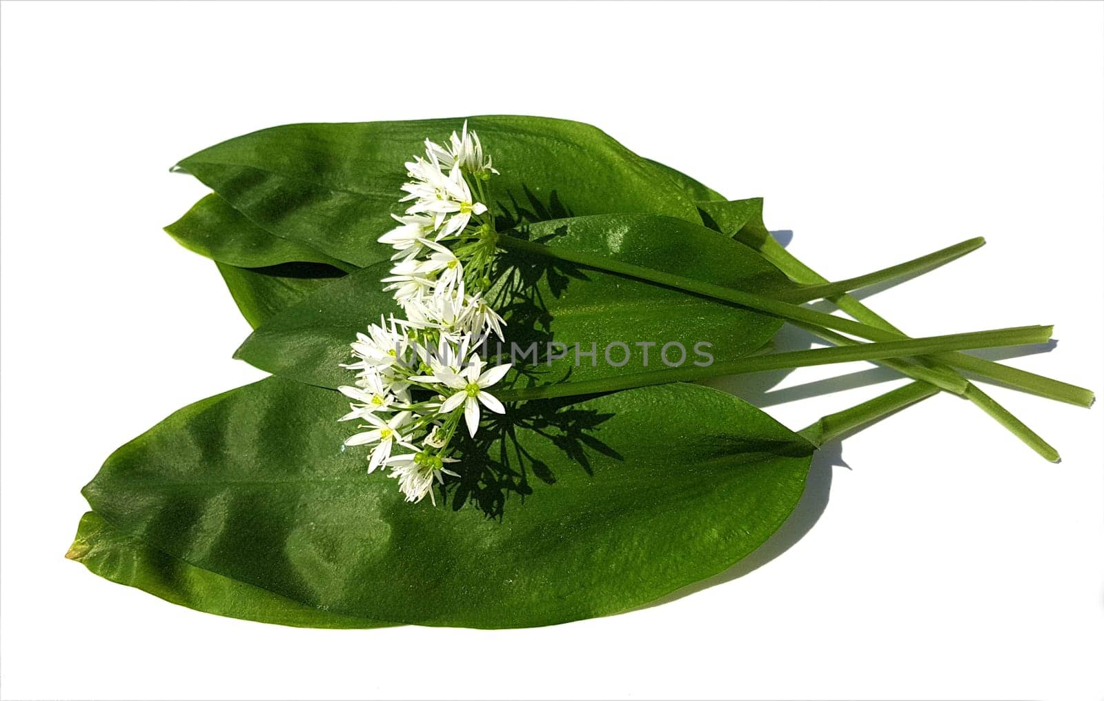 Baerlauch, Allium, ursinum