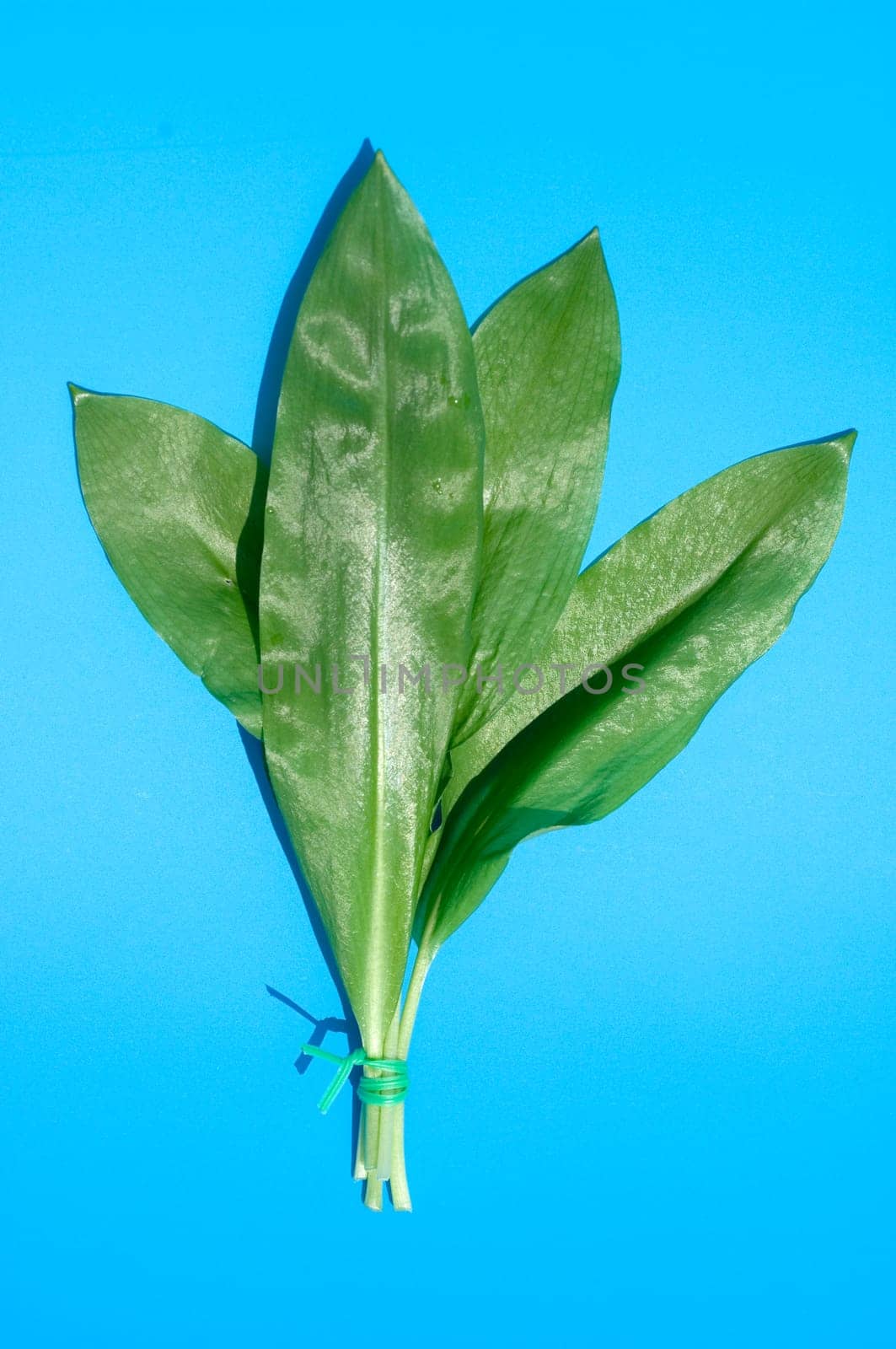 Baerlauch, Allium ursinum