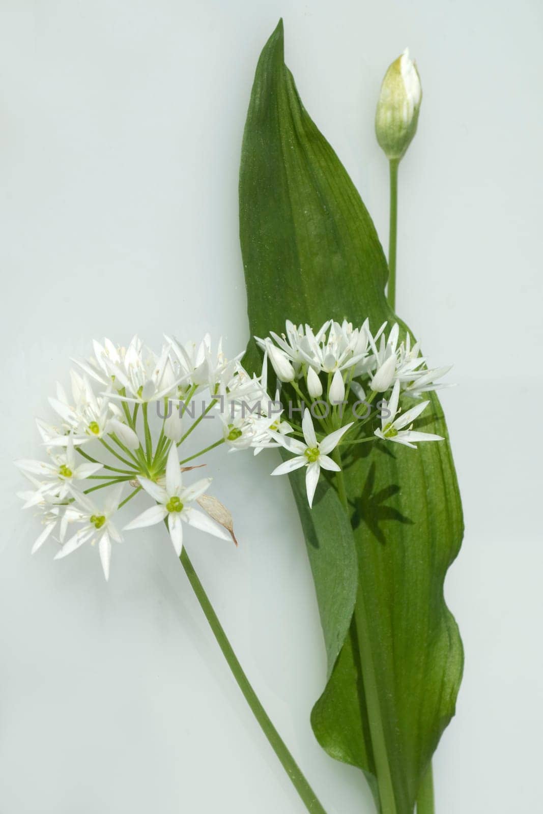 Baerlauch  Allium  ursinum