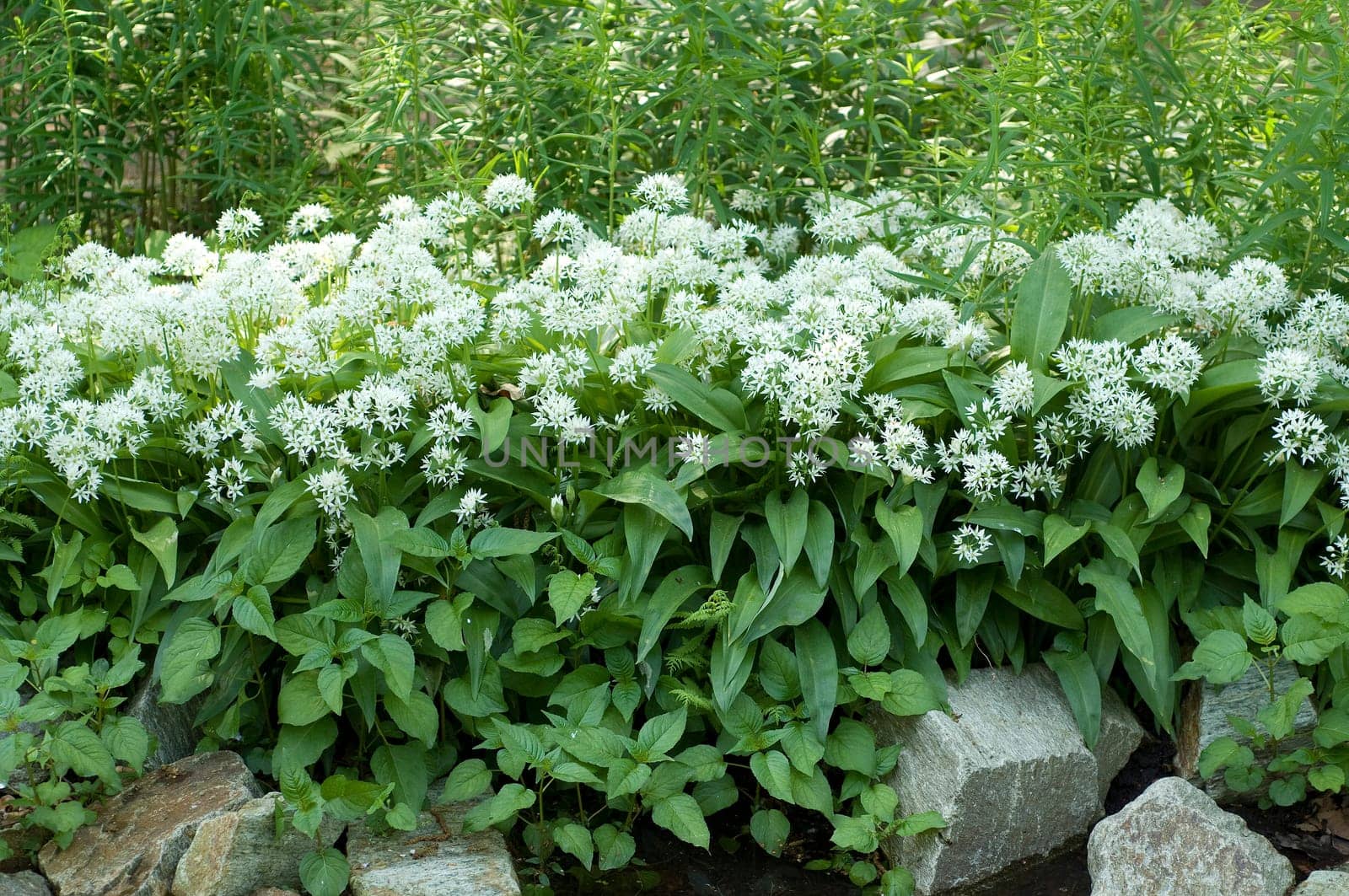 Baerlauch  Allium ursinum
