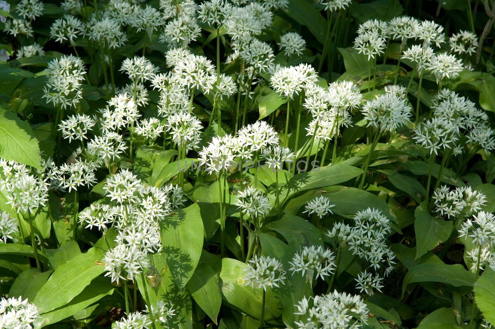 Baerlauch  Baerlauchbluete  Allium ursinum
