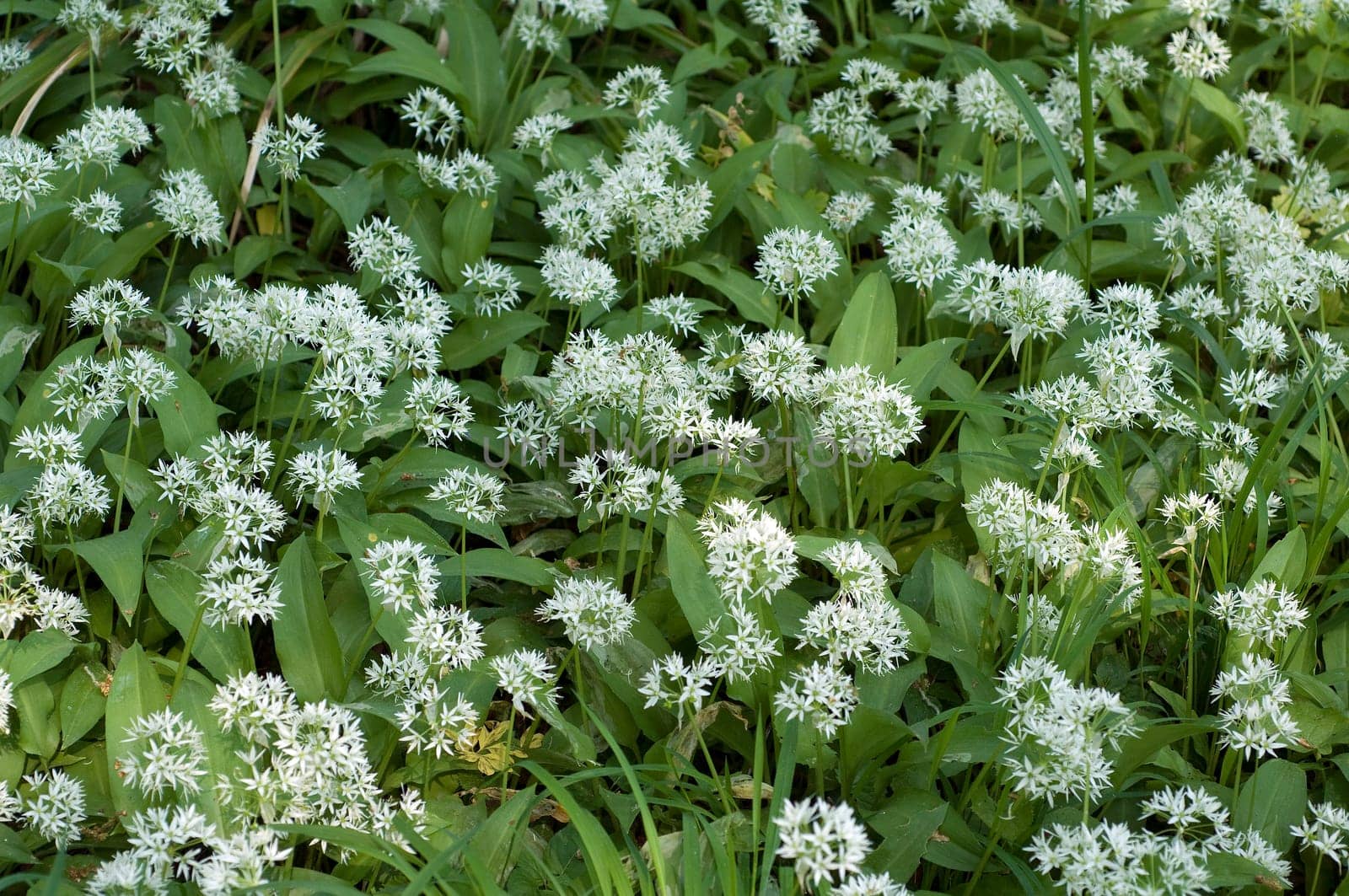 Baerlauch  Allium ursinum