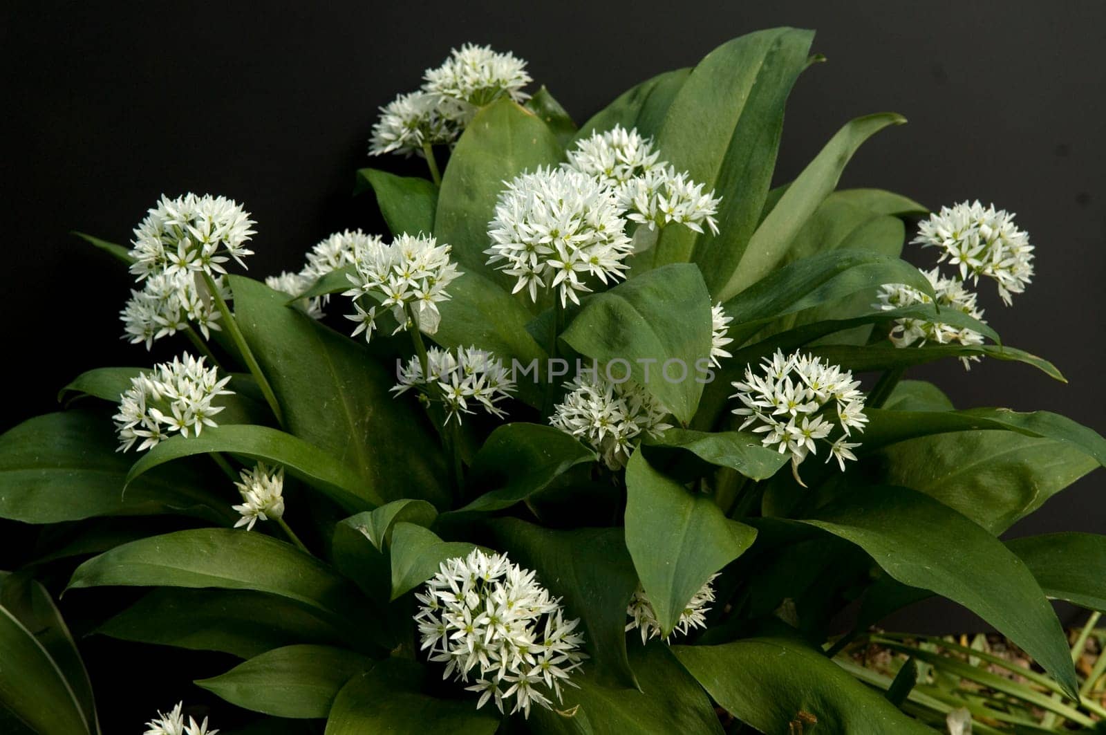 Baerlauch  Allium ursinum