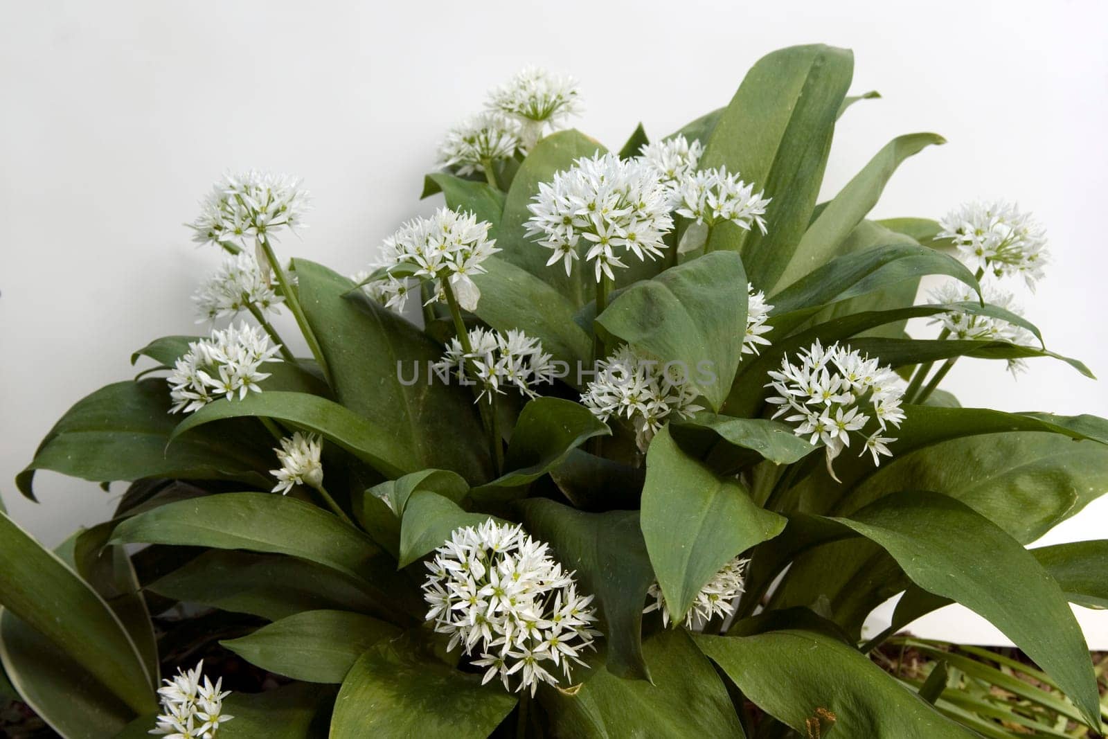 Baerlauch  Allium ursinum