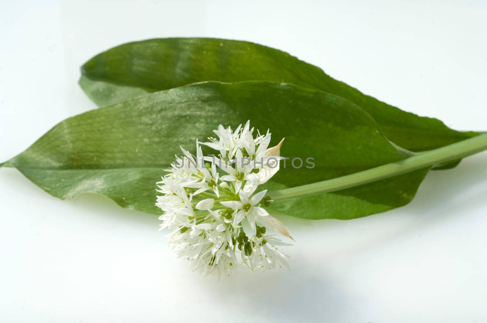 Baerlauch, Allium, ursinum, Zwiebelpflanze, Wildkraeuter, Wildgemuese
