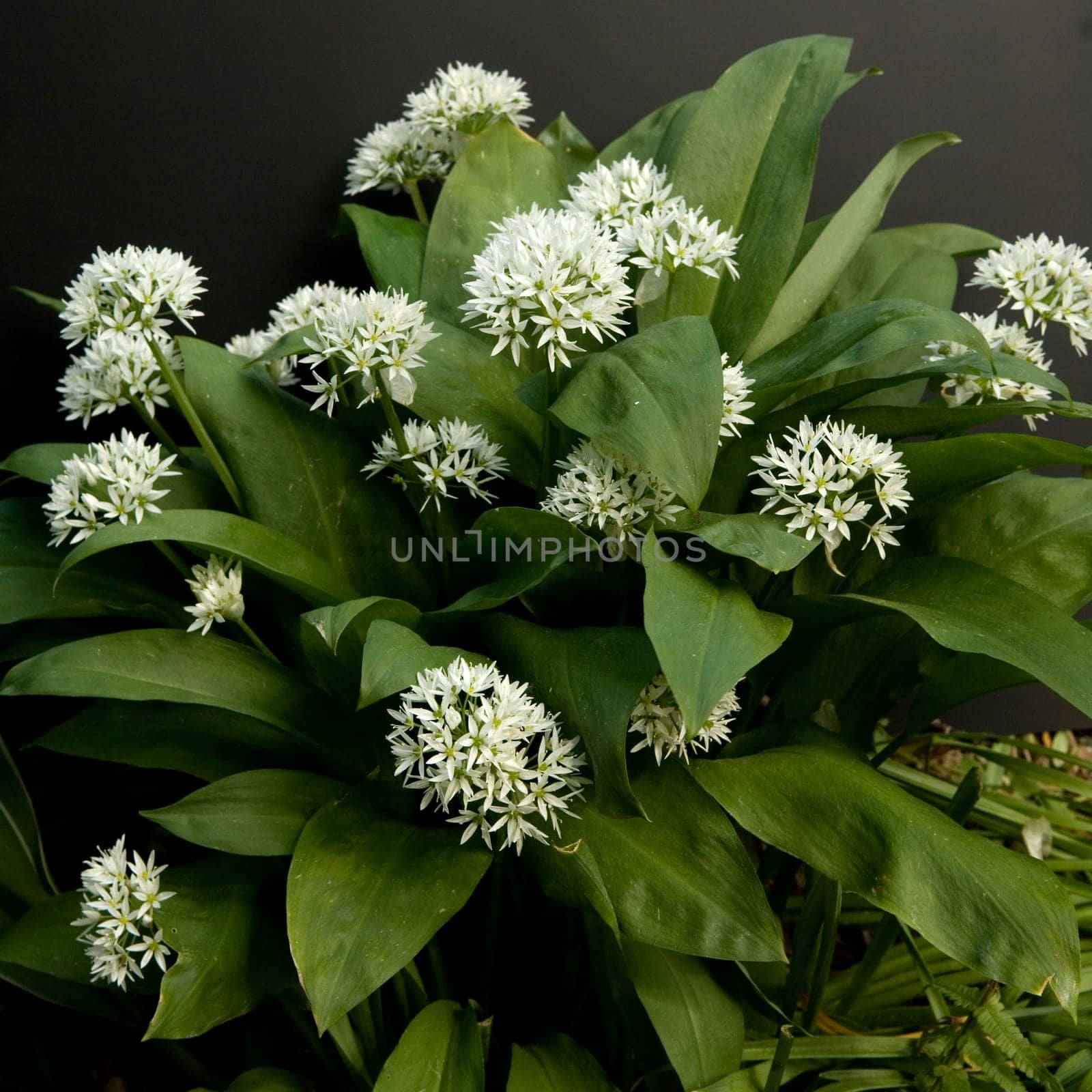 Baerlauch, Allium, ursinum, Zwiebelpflanze, Wildkraeuter, Wildgemuese
