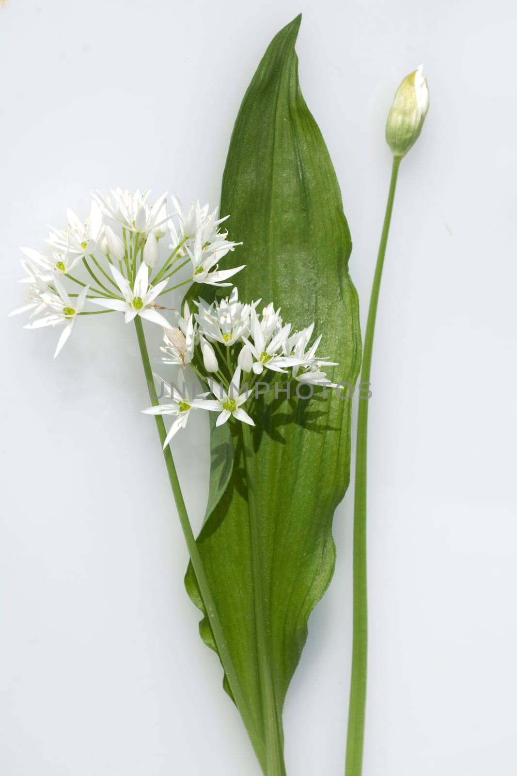 Baerlauch  Allium  ursinum