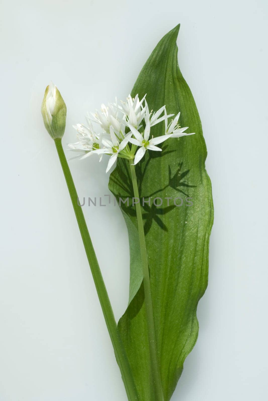 Baerlauch  Allium  ursinum