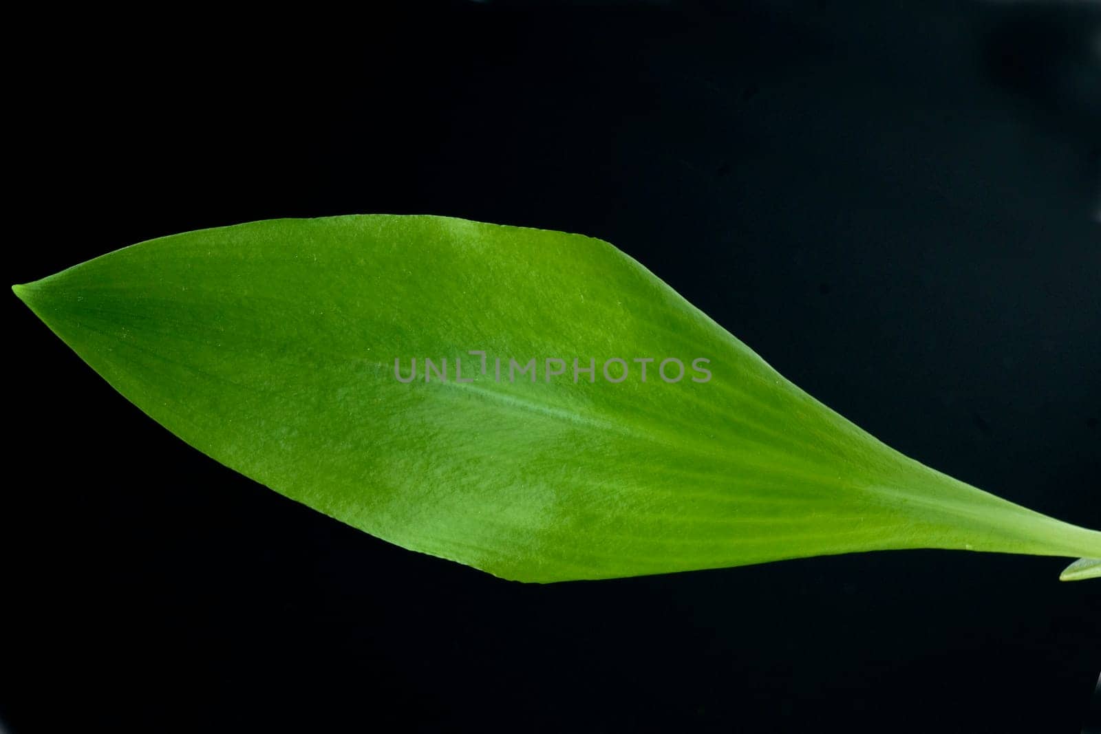 Baerlauch, Blatt