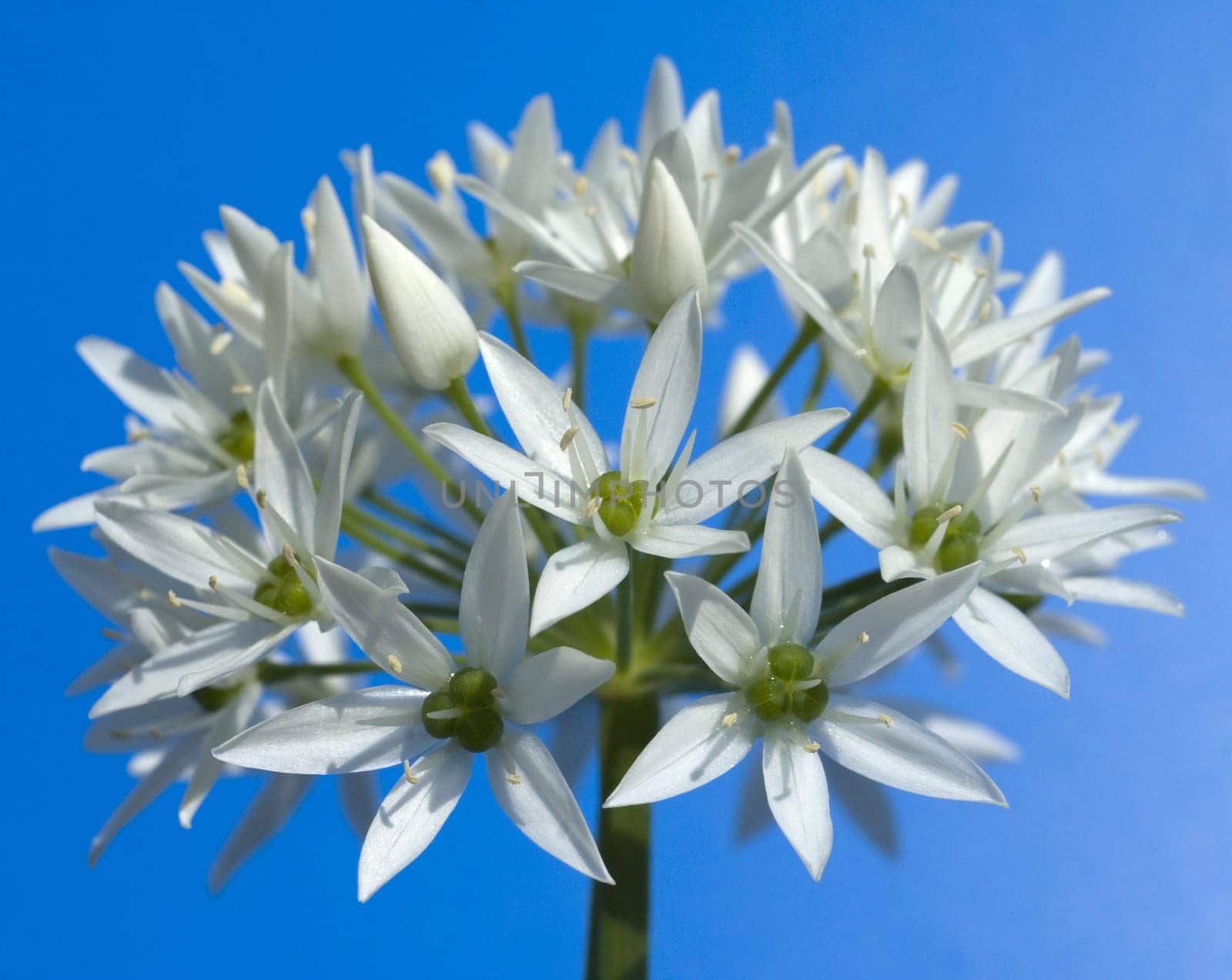Baerlauch, Allium, ursinum, Zwiebelpflanze, Wildkraeuter, Wildgemuese