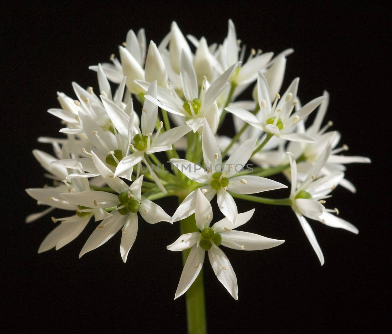Baerlauch, Allium, ursinum, Zwiebelpflanze, Wildkraeuter, Wildgemuese