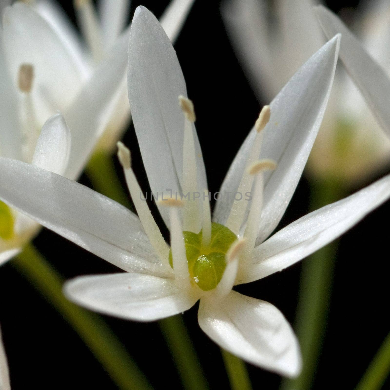 Baerlauch  Allium  ursinum