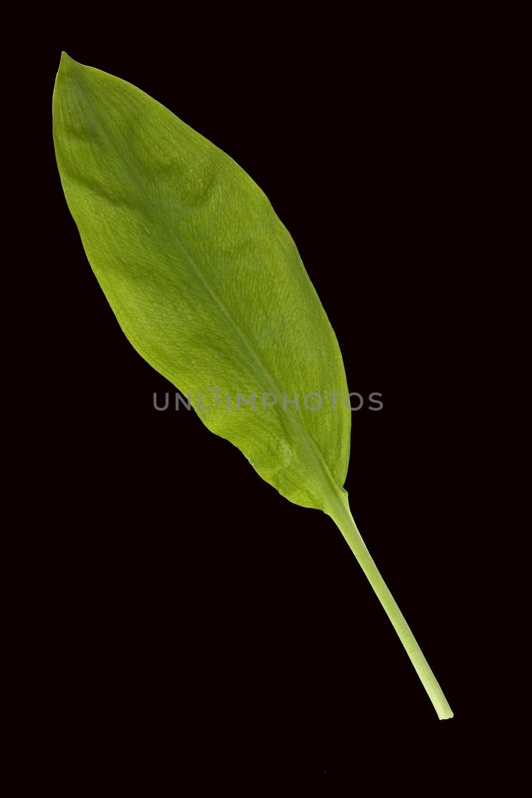 Baerlauch, Allium, ursinum, Zwiebelpflanze