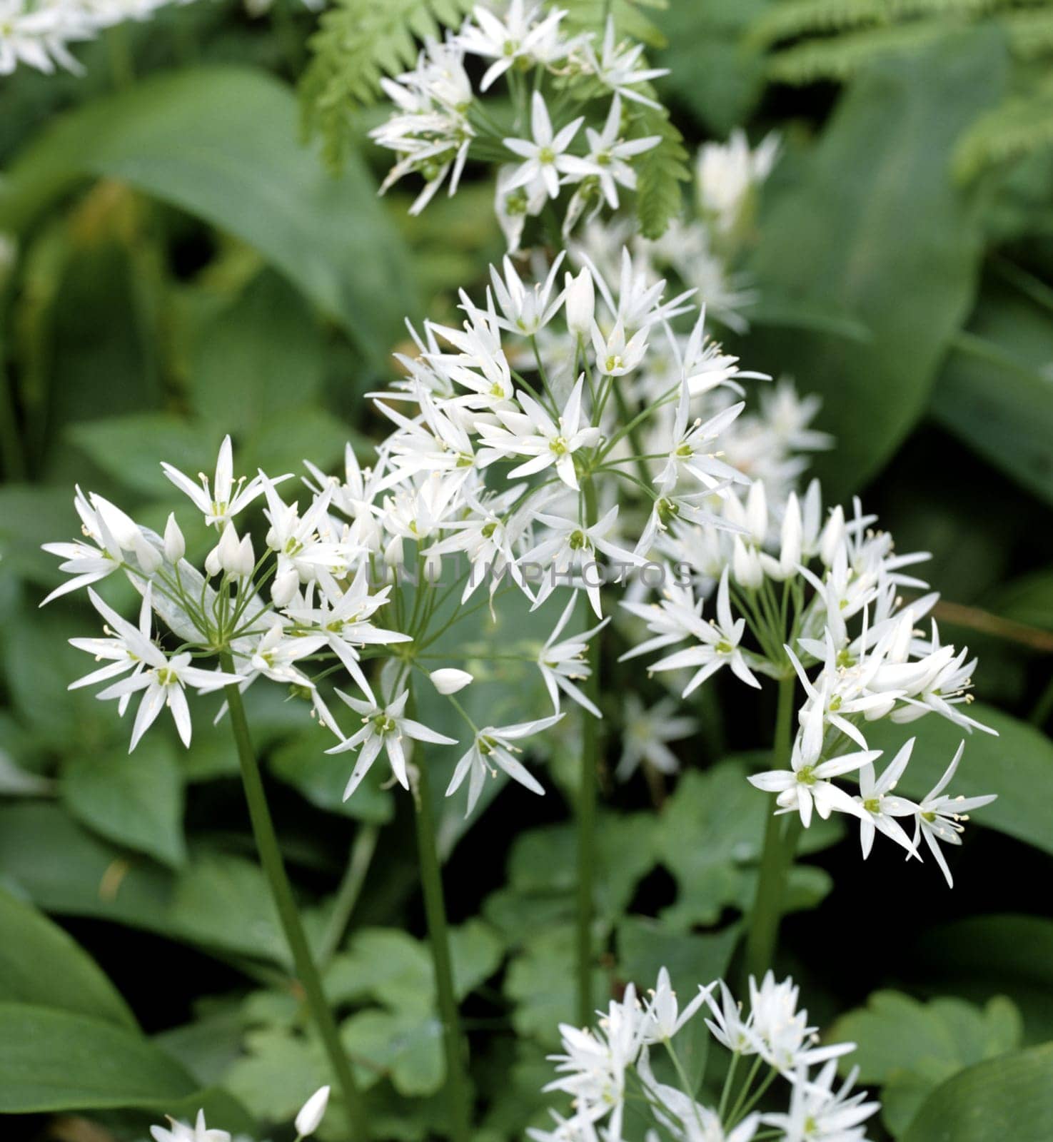 Baerlauch, Allium, ursinum, Zwiebelpflanze, Wildkraeuter, Wildgemuese
