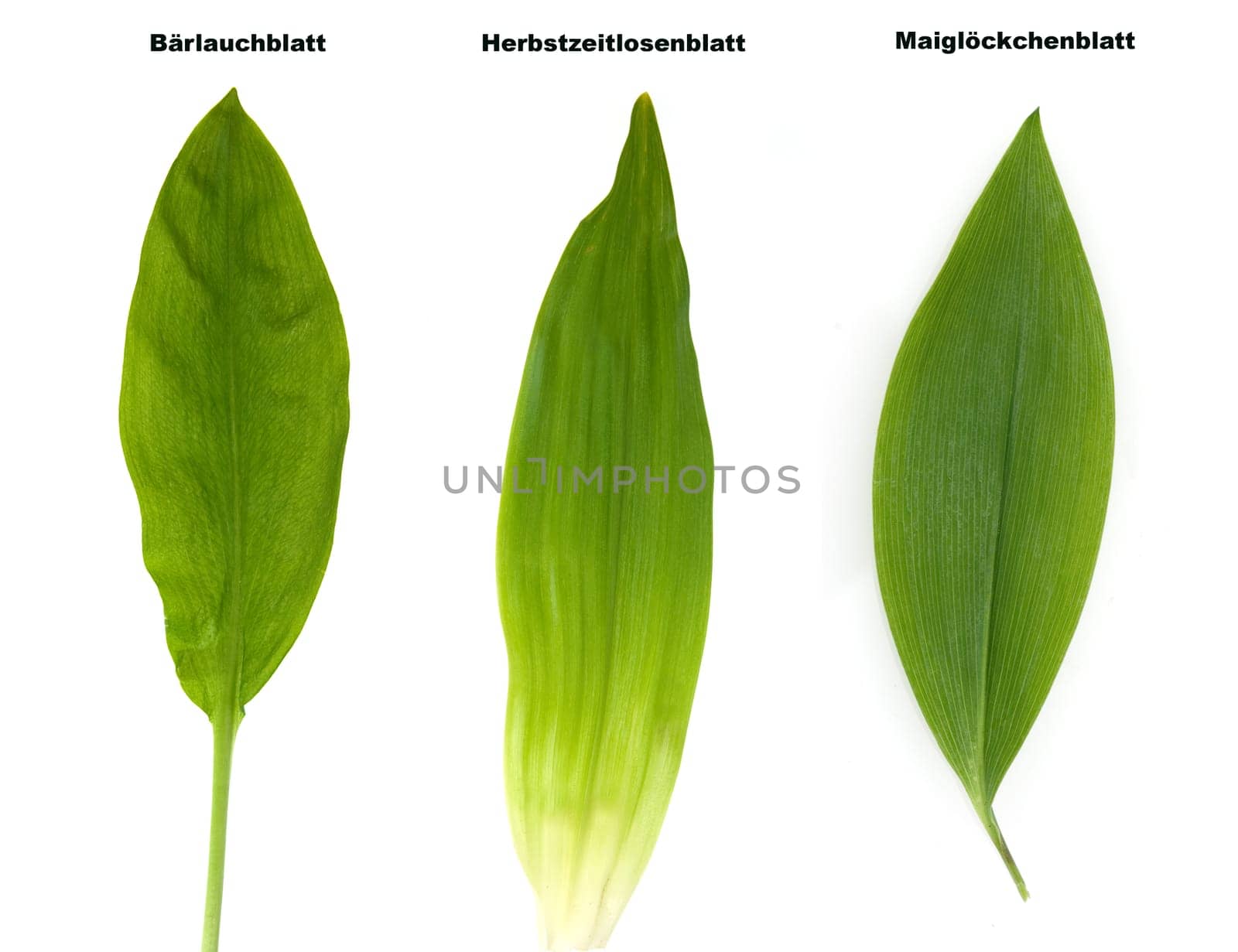 Baerlauchdoppelgaenger, Herbstzeitlose, Maigloeckchen