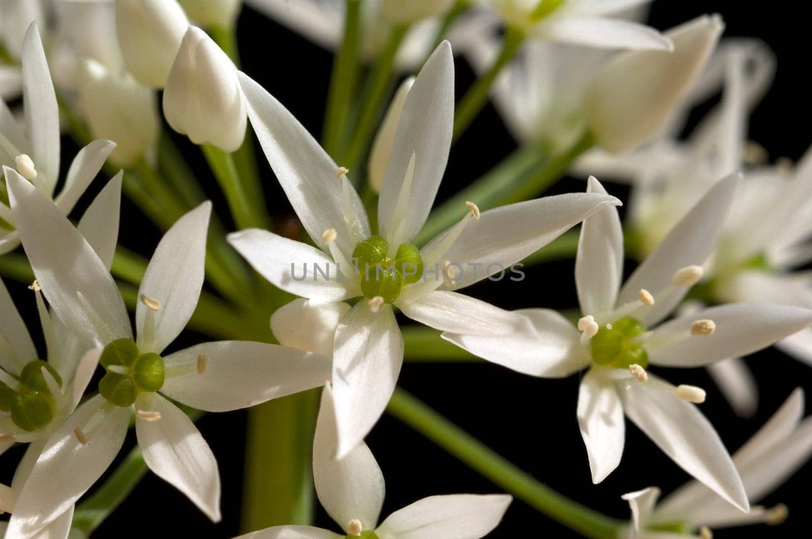 Baerlauchbluete  Allium ursinum