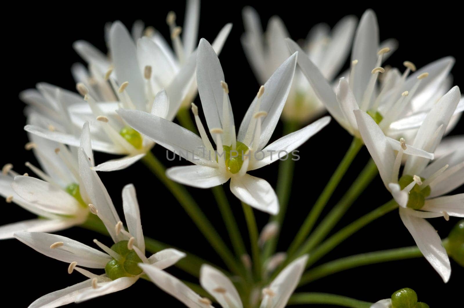 Baerlauch  Allium  ursinum