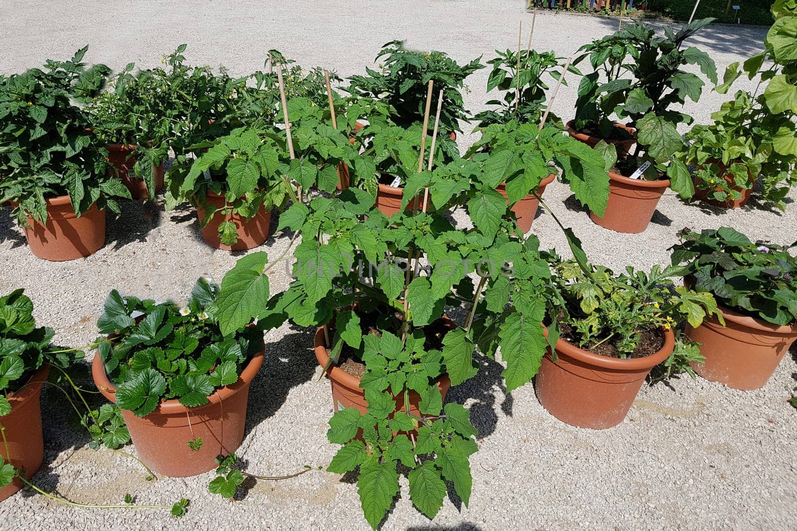 Tomaten, Lycopersicon, esculentum, Blumenkuebel