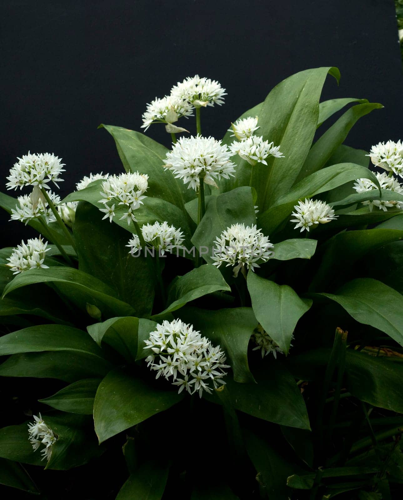 Baerlauch  Allium ursinum