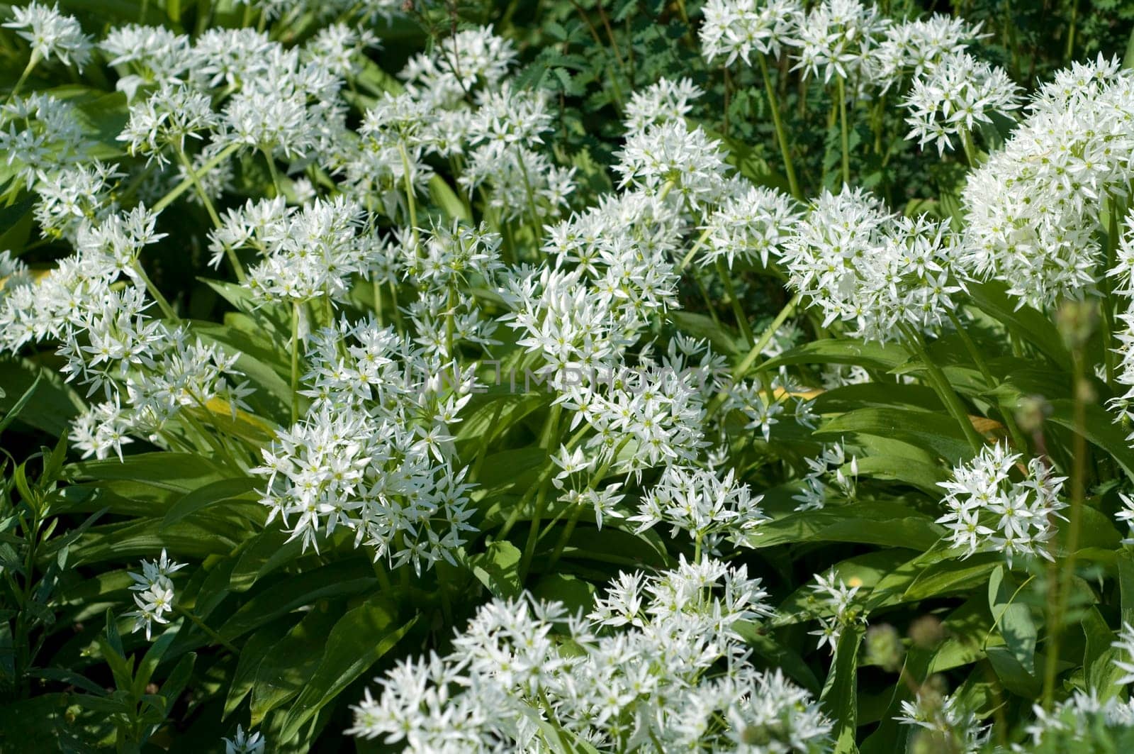Baerlauch, Allium, ursinum, Zwiebelpflanze, Wildkraeuter, Wildgemuese