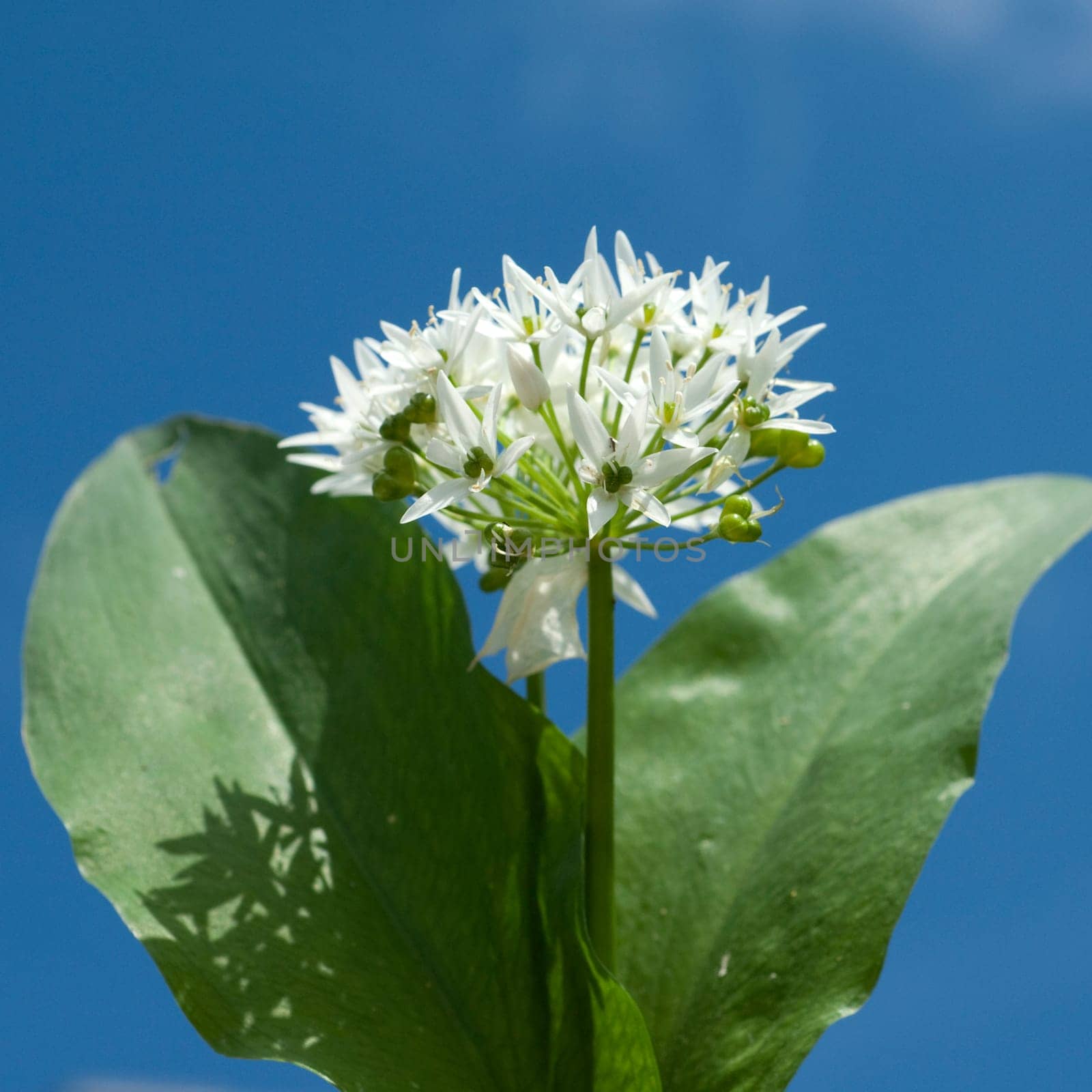 Baerlauch  Allium  ursinum