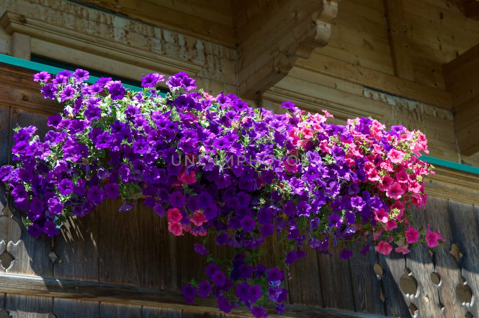 Balkonblumen