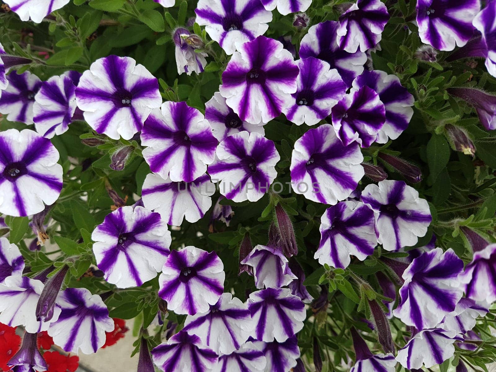 Petunie, Pitunia, Calibrachoa, Carillon, Rose