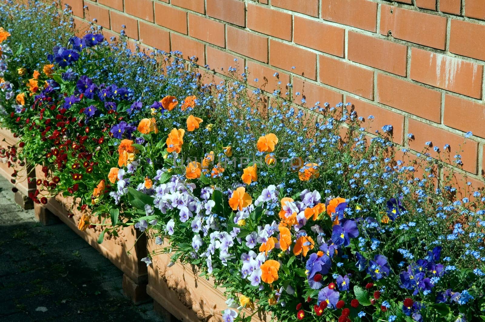 Balkonblumen  Fruehjahr